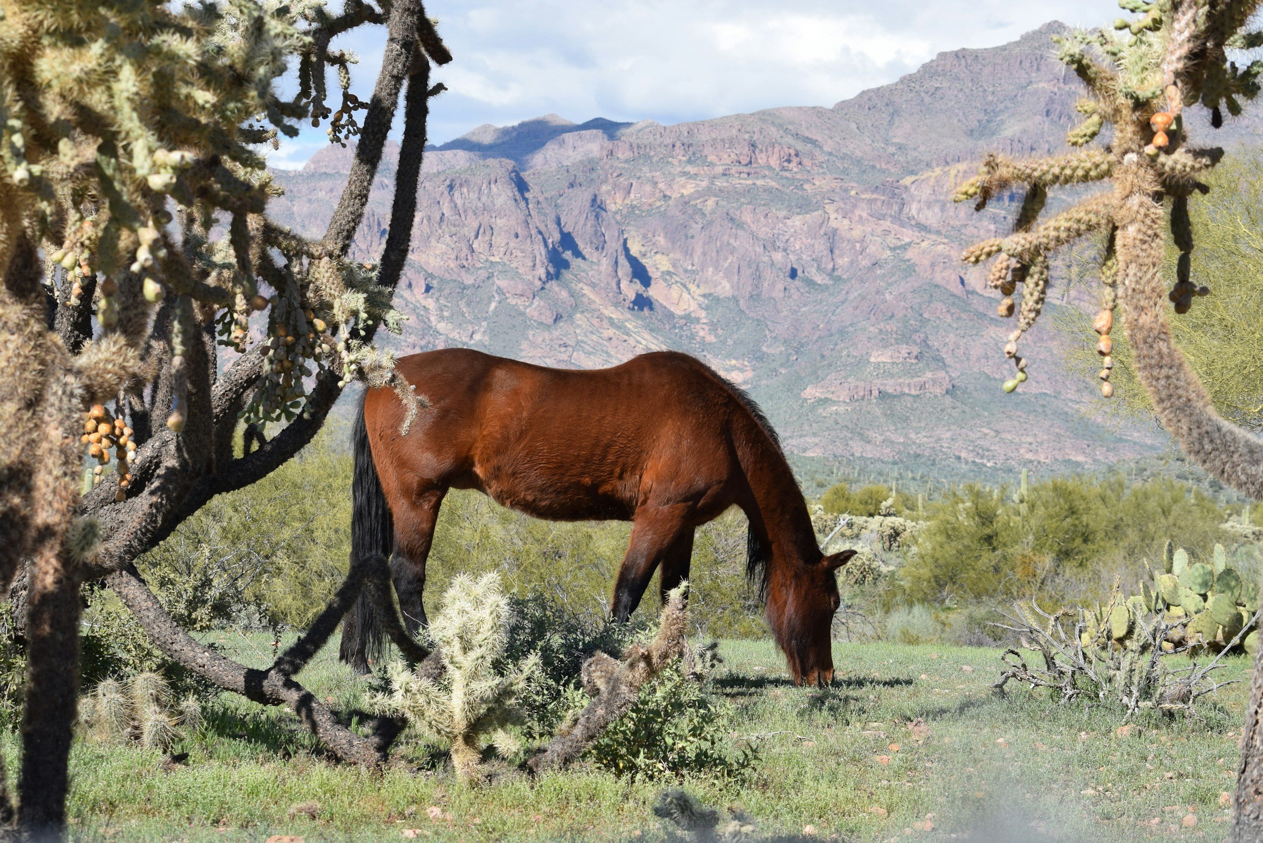 Equine-assisted trauma therapy Superstition Mountains with Christie Ashbeck