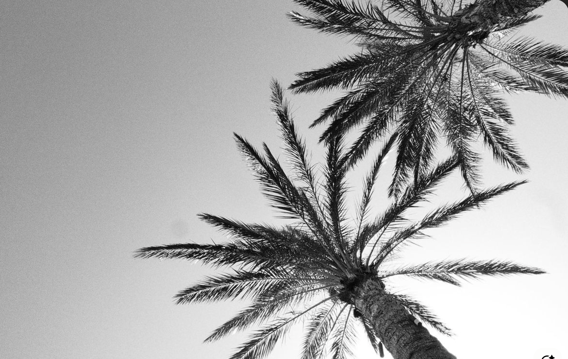 Black and white photo of a tall palm tree with a trunk extending upward and fronds spreading out at the top against a cloudy sky.