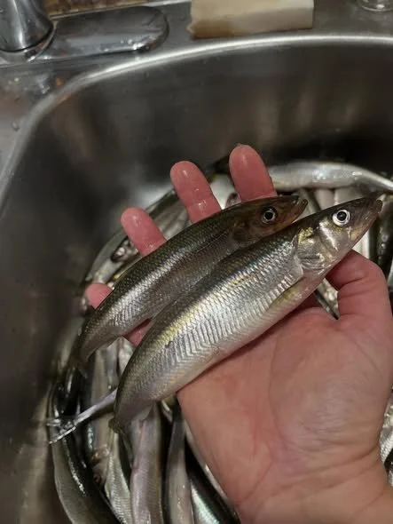 dehydrated smelt.jpg