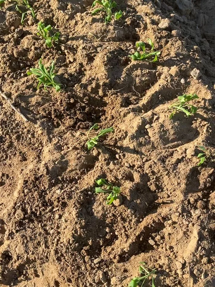 Got some special little things going in this week!! You&rsquo;ll have to keep an eye to see what these beauties turn into!

And look at that soil blocking?!? I will admit they are a little bit of extra work to make but I think they pay for themselves