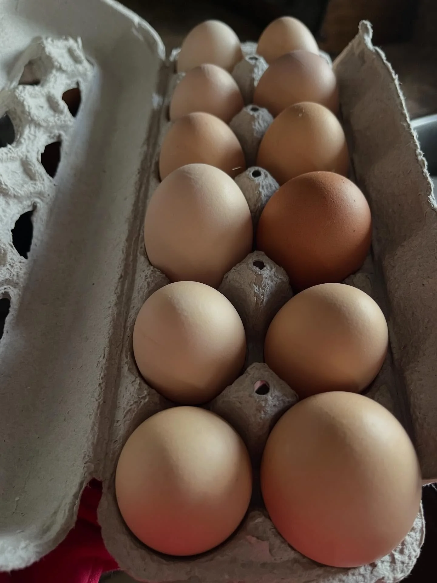 We have some more fresh eggs available!
Send us a message if you&rsquo;d like some!

#blacksprucecompany #blacksprucefarm #fresheggs #labradorgrown #shoplocallabrador