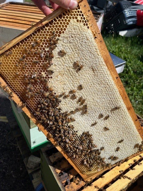 Close-up of a honeycomb frame with bees, some honeycomb damaged or empty, in a beekeeper's hive.