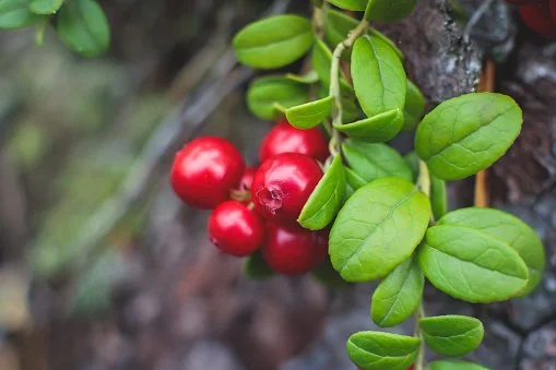 Partridgeberry Jam