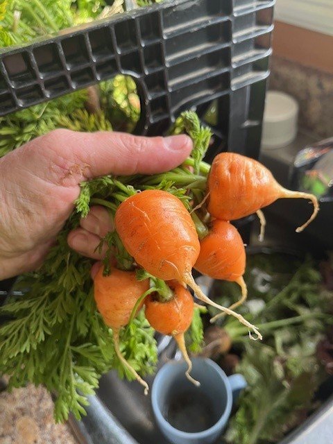 A hand holding a bunch of freshly harvested carrots with green tops, above a sink with a blue cup and other vegetables in the background.