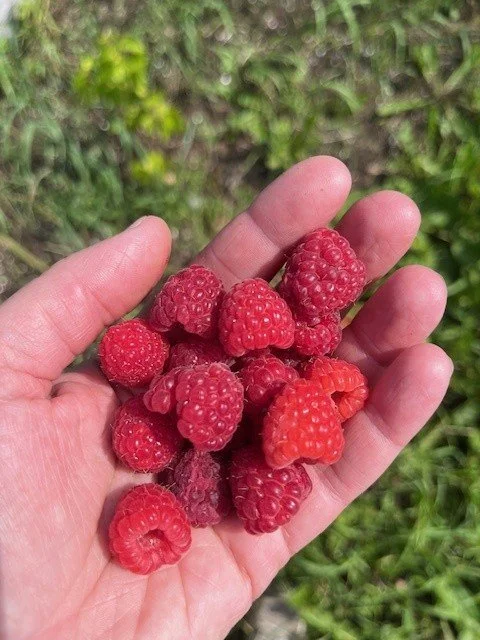 Handful of Raspberries.jpg
