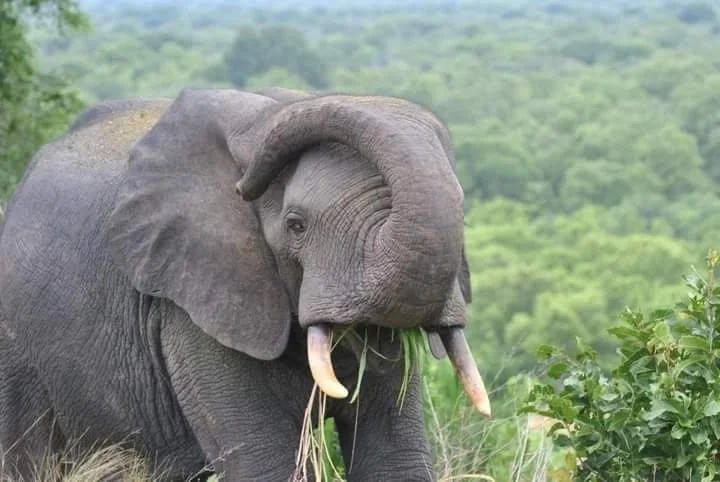 An adult elephant in a grassy landscape with green trees in the background, holding grass in its trunk.