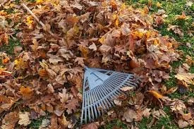 Fall Clean up