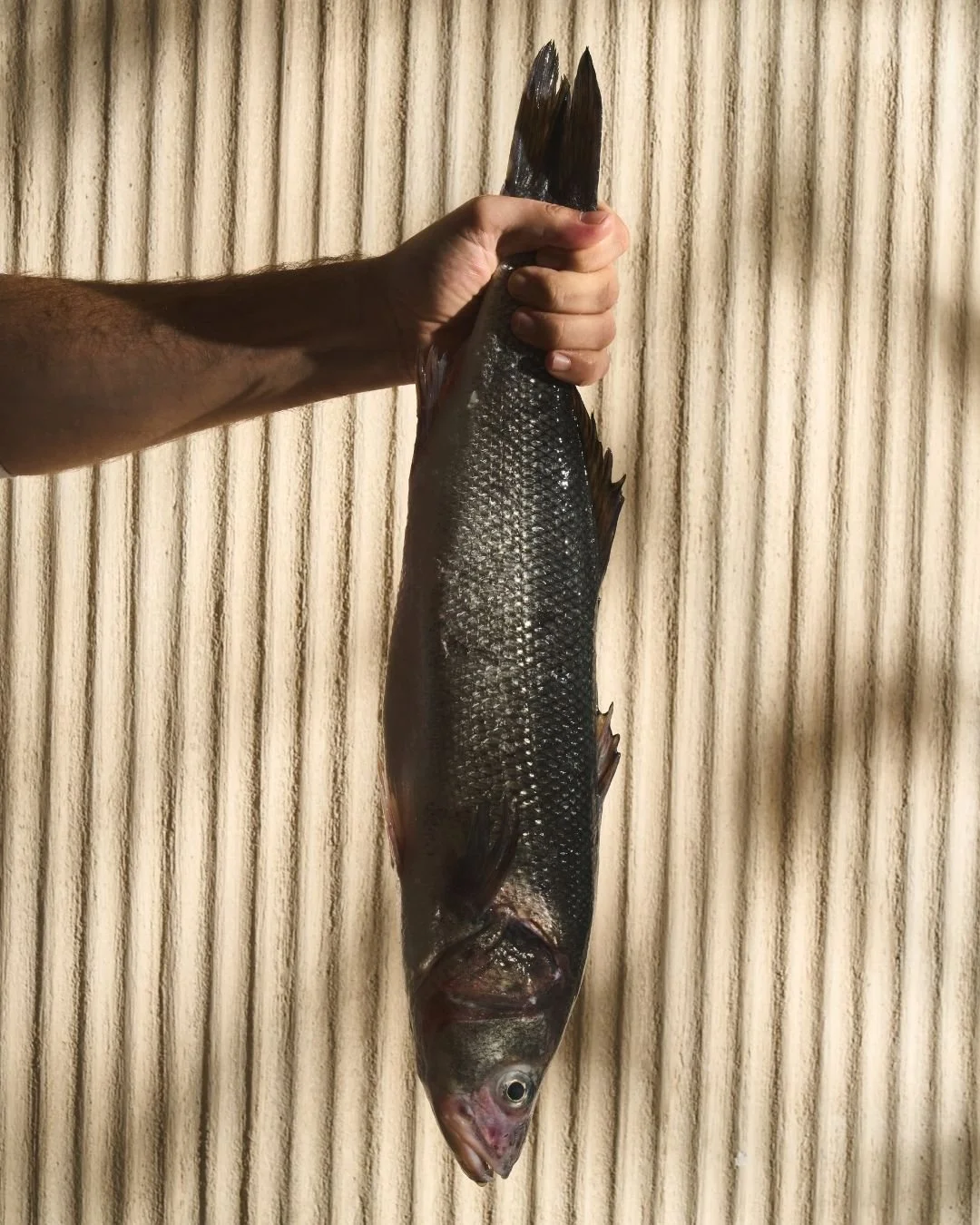 Our daily fresh fish selections brings the sea directly to your table, inviting you to experience each fish before it's prepared. With its clean flavor and delicate texture, Loup de Mer is a timeless expression of Mediterranean coastal dining. Visit 