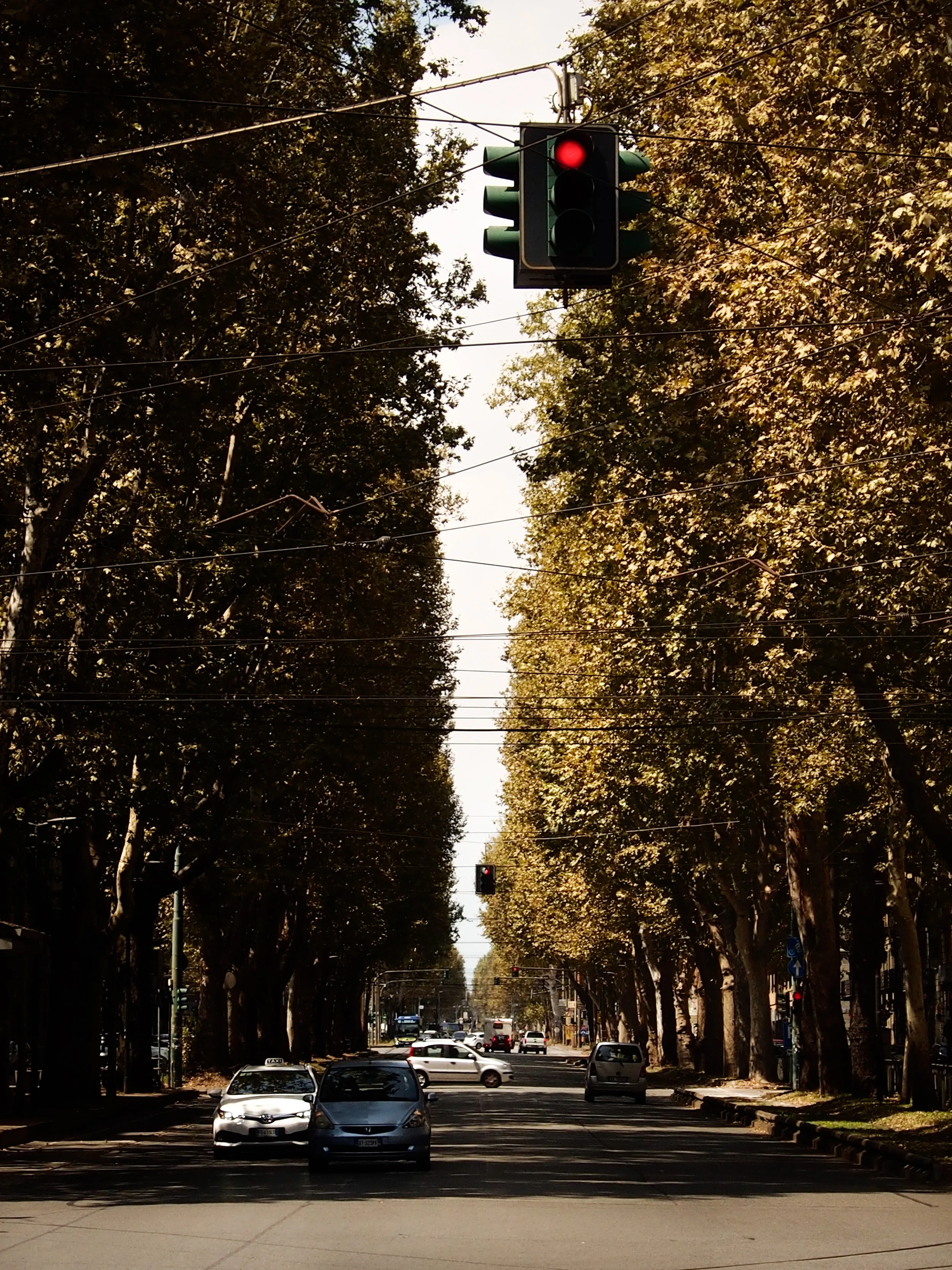 A city street at a red traffic light with trees lining both sides of the road and several cars waiting or driving.