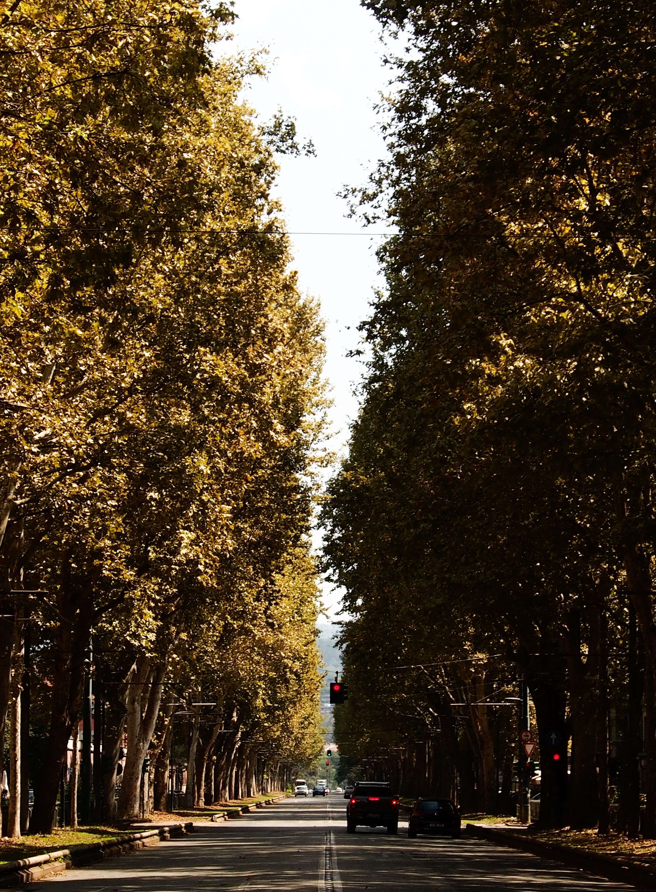 A street lined with tall trees with green and brown leaves, cars driving on the road, and a traffic light showing red.