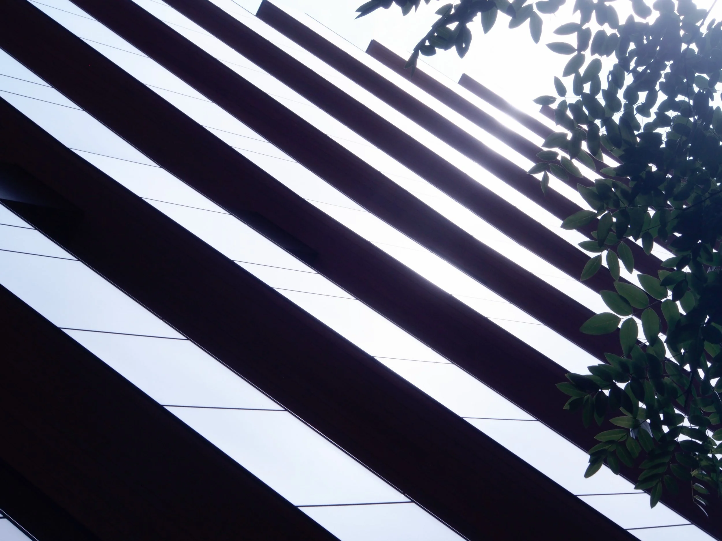 Low-angle photo of wooden beams and green leaves with the sky in the background.
