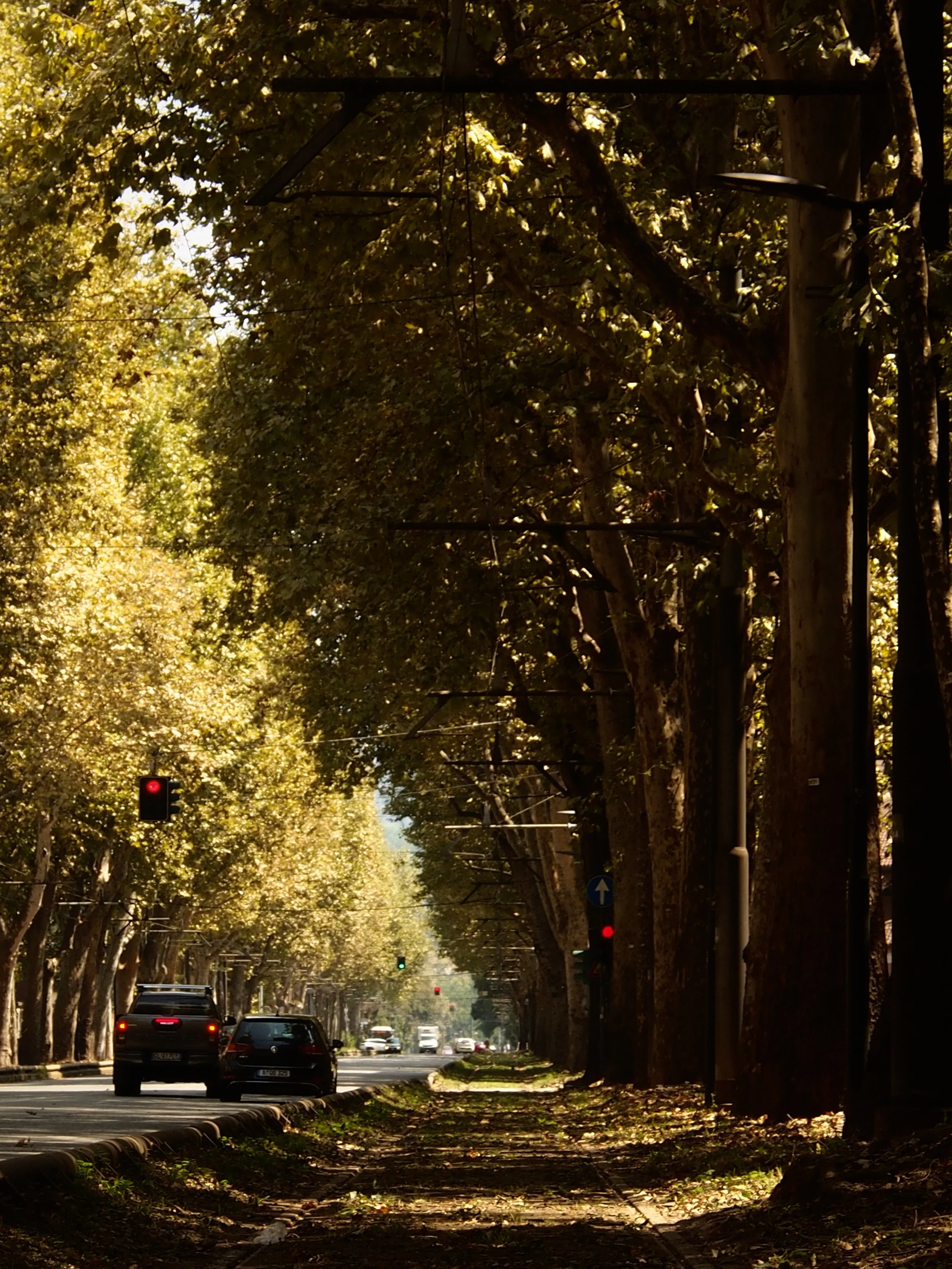A street scene with cars driving on the road, traffic lights showing red, and a sidewalk covered with fallen leaves. Tall trees line both sides of the street, creating a shaded canopy.
