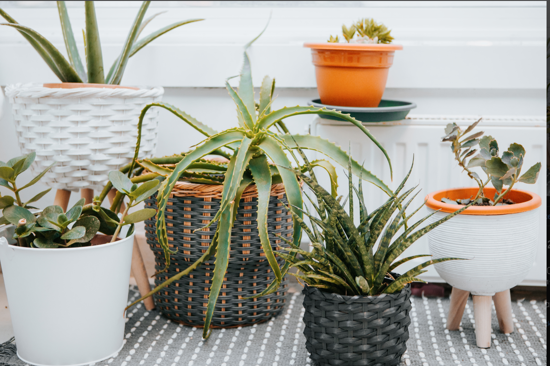 Several potted succulent and cactus plants arranged on a patterned rug, with a white woven basket on a stand in the background.