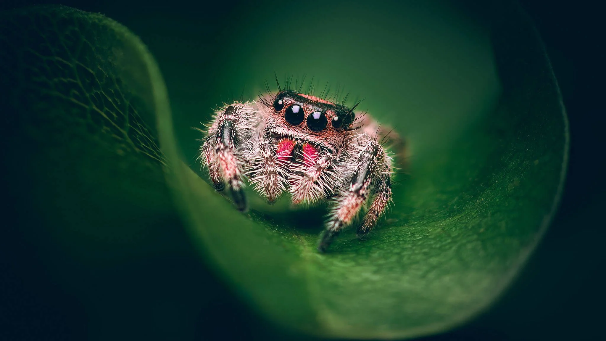 Close-up of a jumping spider with black eyes and hairy body inside a green leaf.