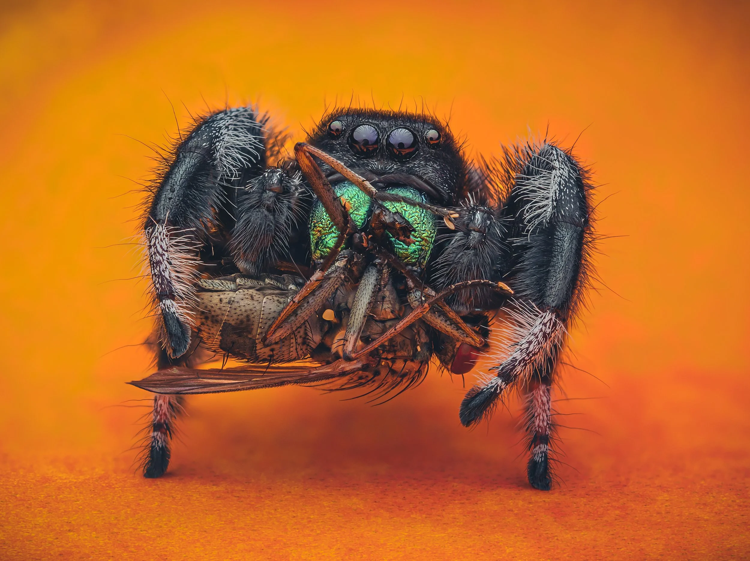 Close-up of a black jumping spider with metallic green chelicerae holding a small insect against an orange background.
