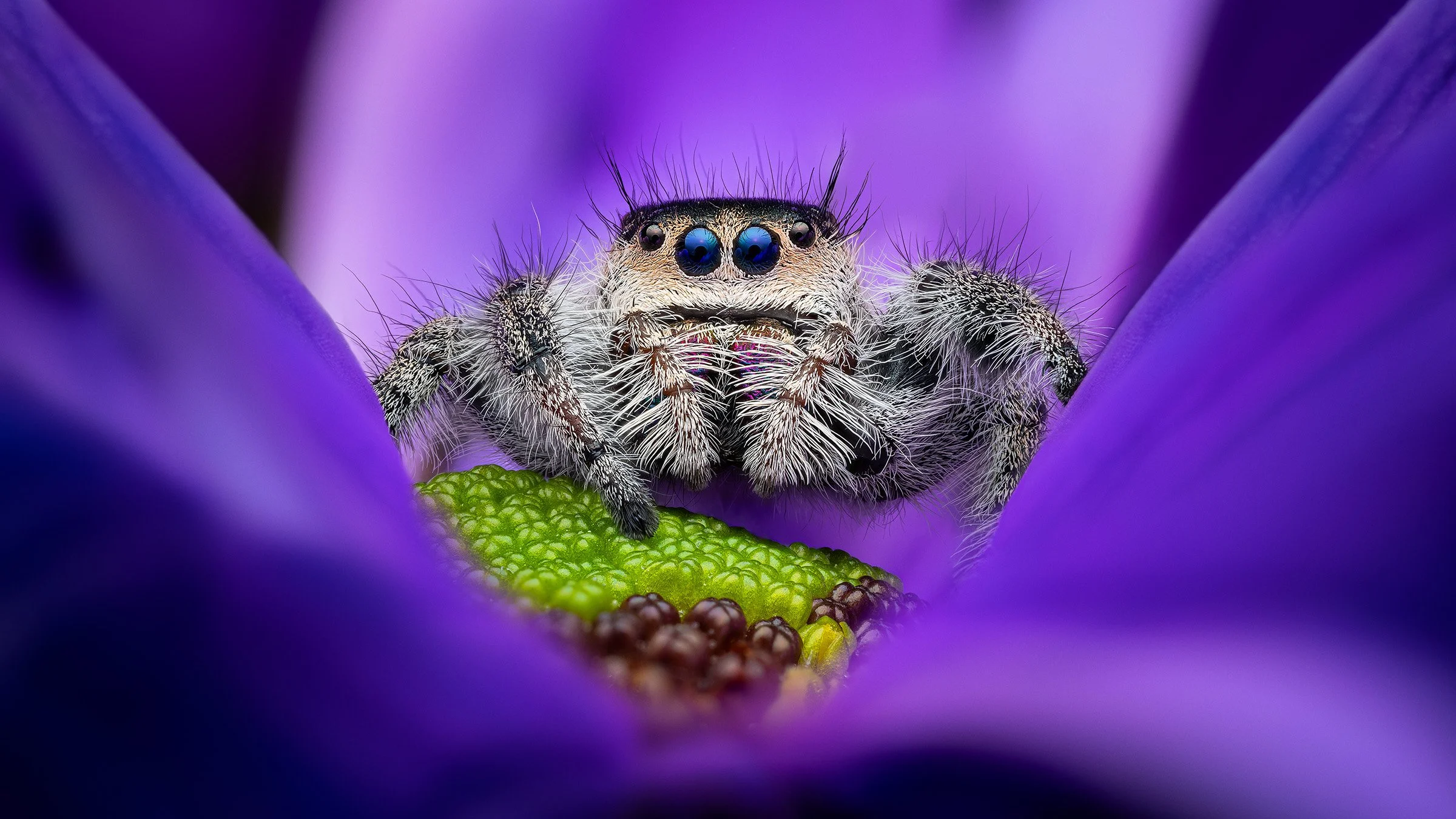 Close-up of a jumping spider on a purple flower with a green leaf, showcasing detailed eyes and furry body.