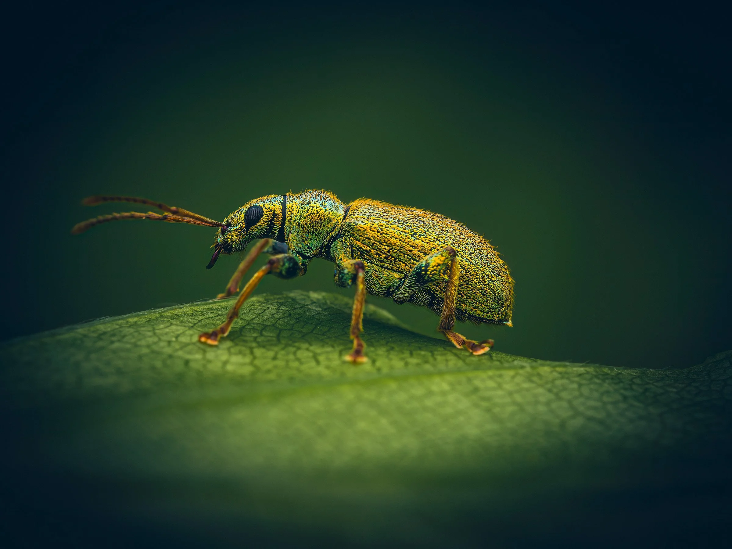 Close-up of a colorful beetle with metallic green and yellow markings on a green leaf.