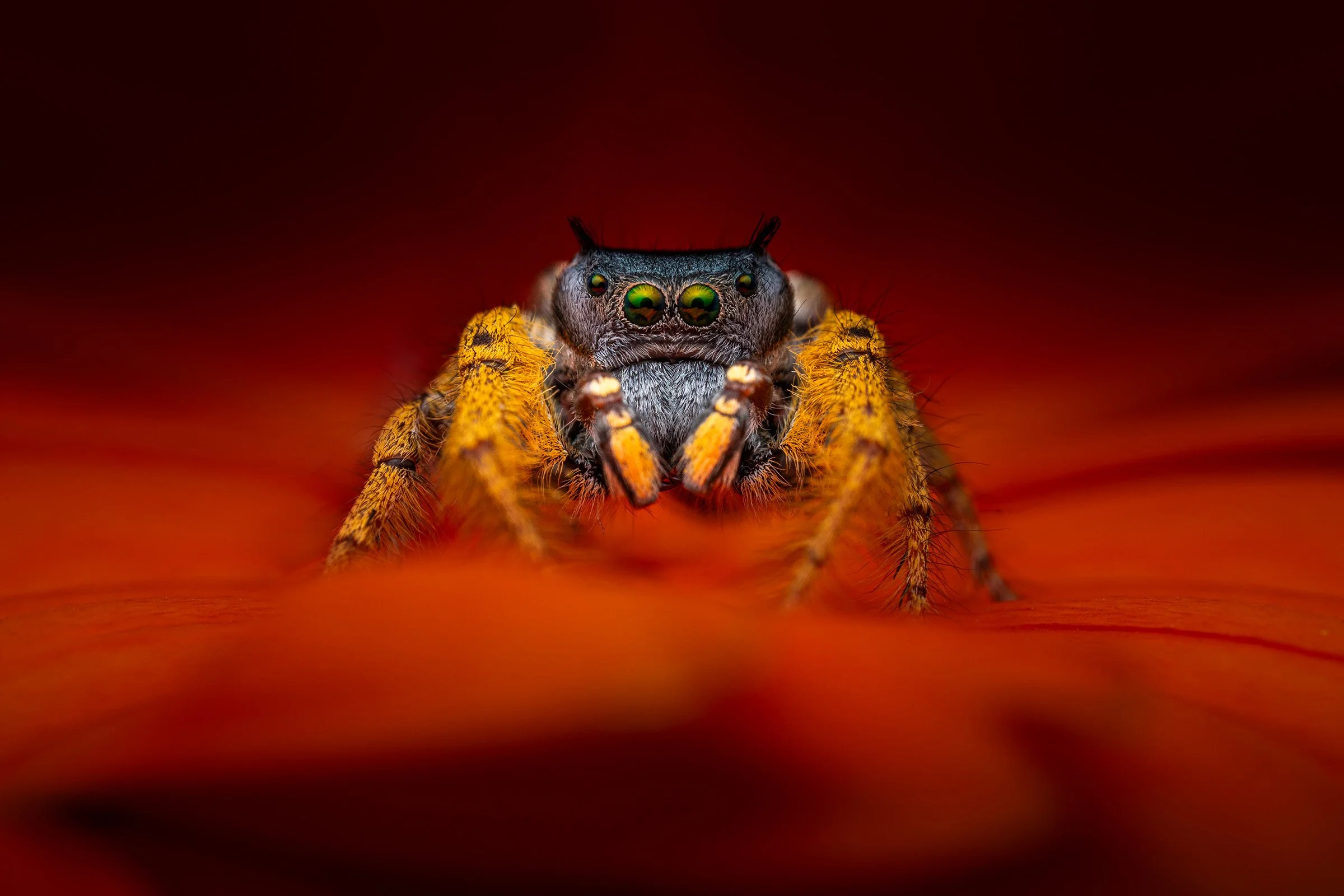 A close-up of a jumping spider with green eyes, yellow legs, and a furry body, set against a reddish background.
