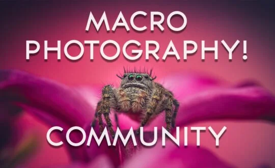Welcome to the Macro Photography Community: A Place to Connect, Share &amp; Grow