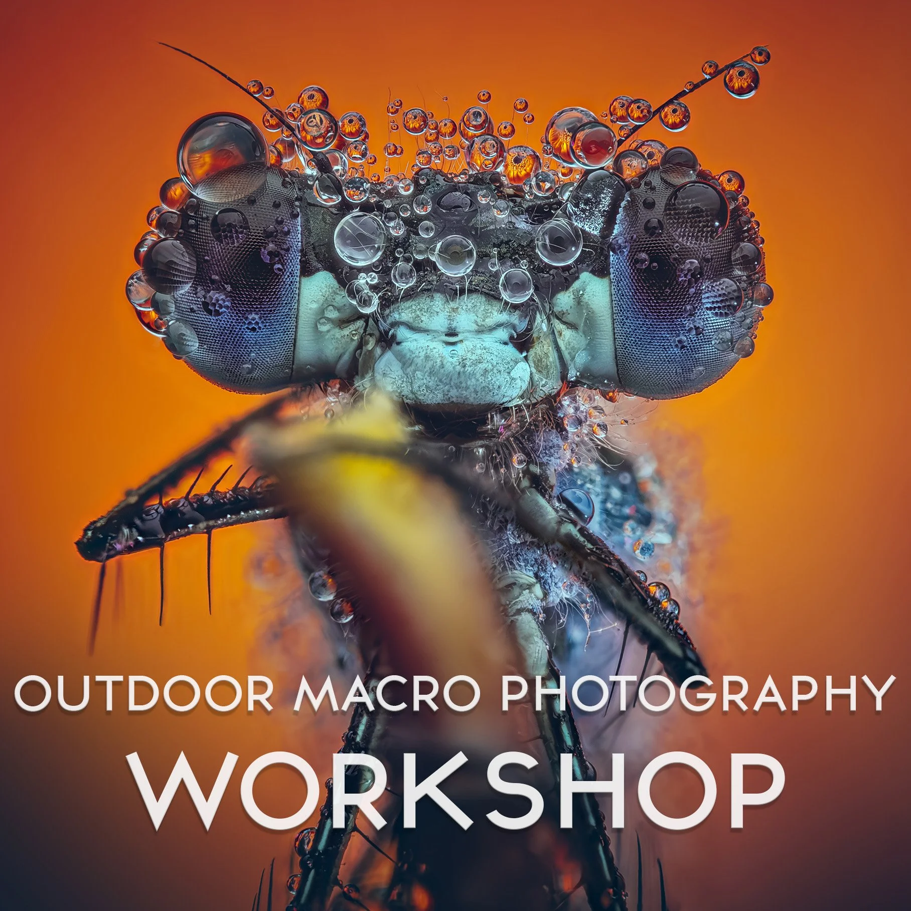Close-up of a dragonfly's face covered in water droplets with a blurred orange background, promoting an outdoor macro workshop.