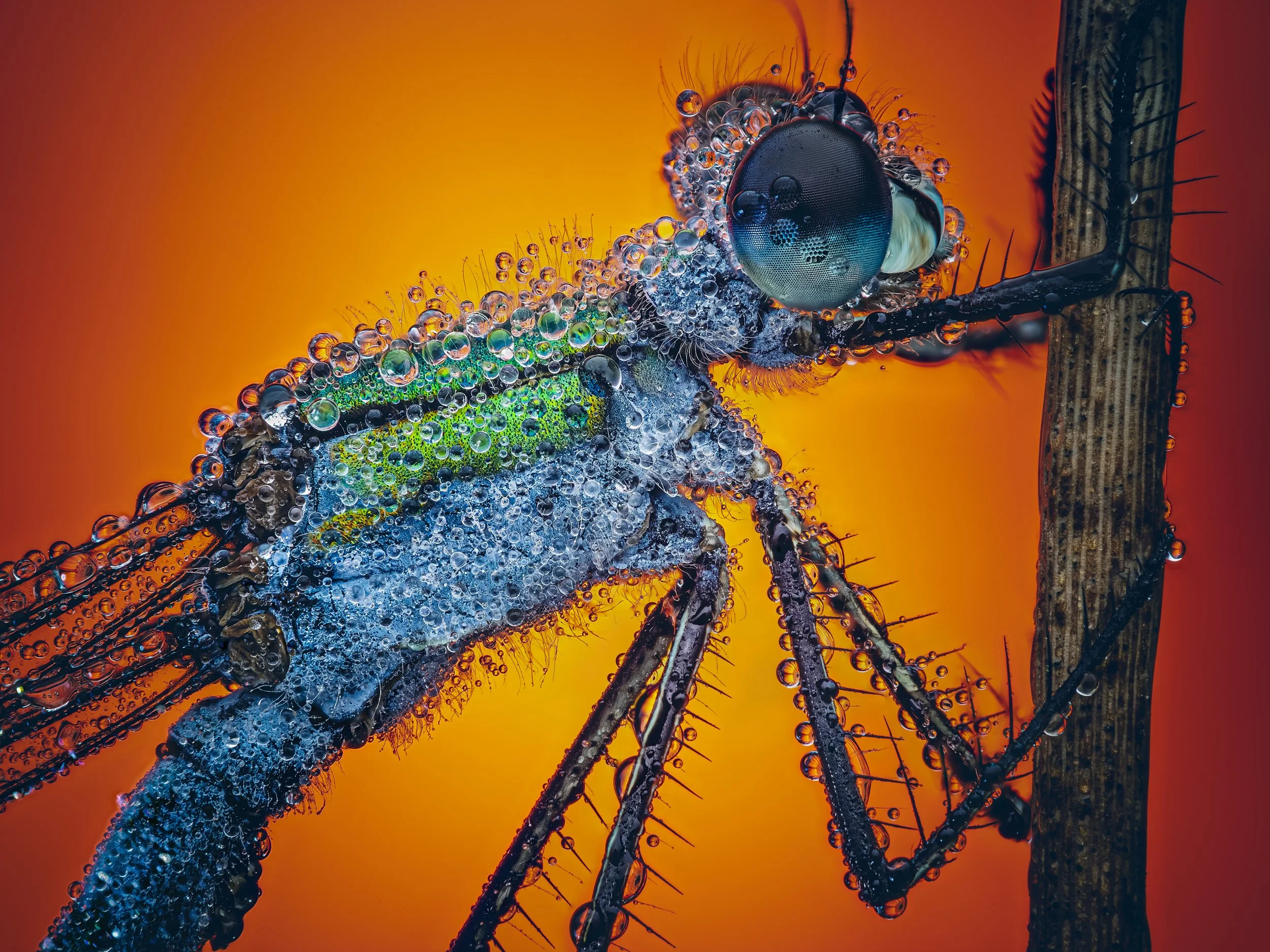 Close-up of a dragonfly covered in tiny water droplets against a vibrant orange background.