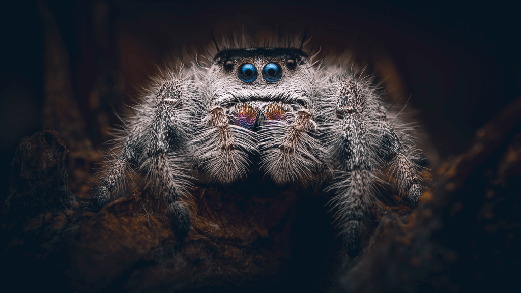 Close-up of a jumping spider with blue eyes on a dark background.