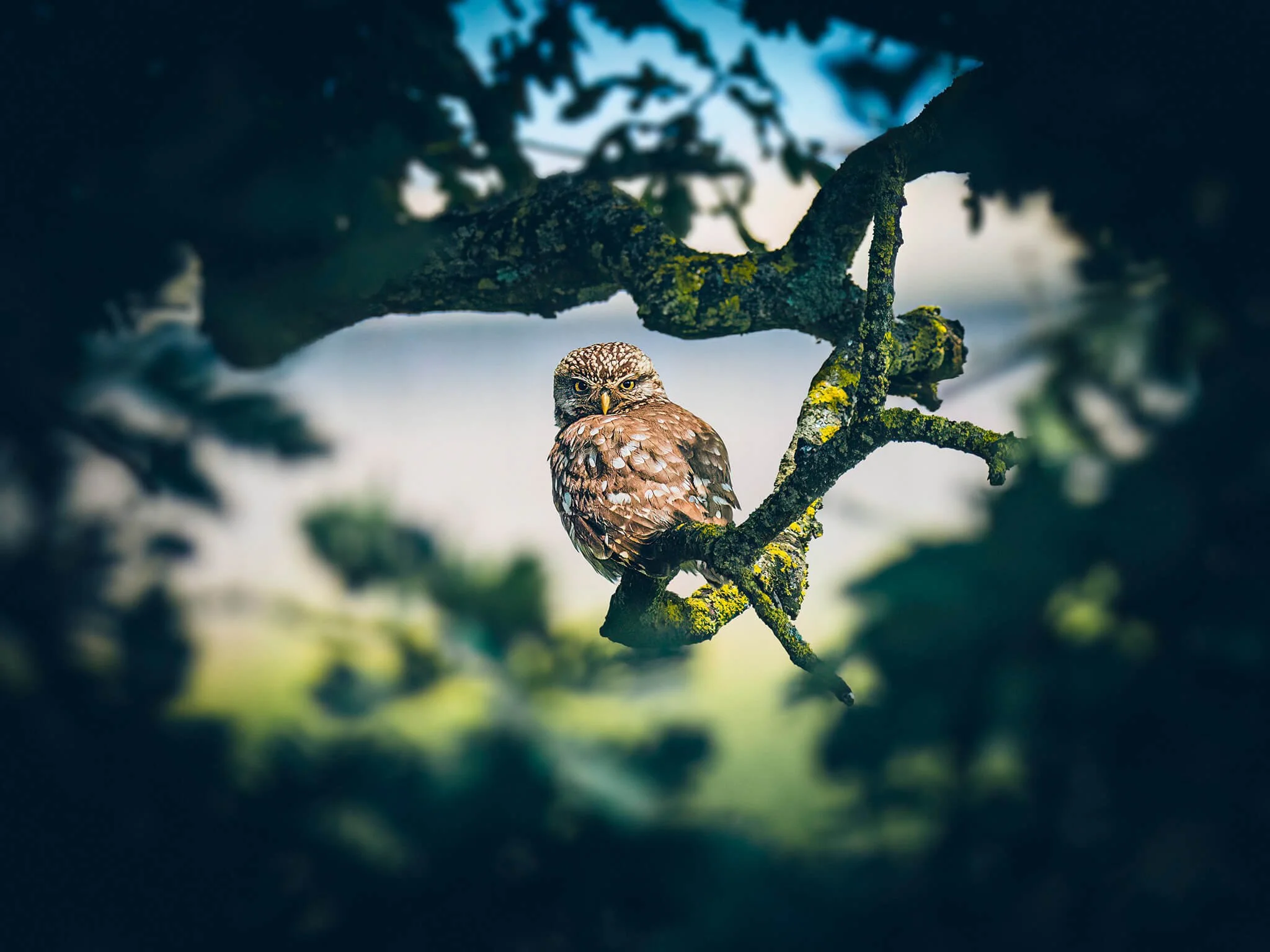 A small owl perched on a moss-covered tree branch in a forest, with a blurred green and blue background.