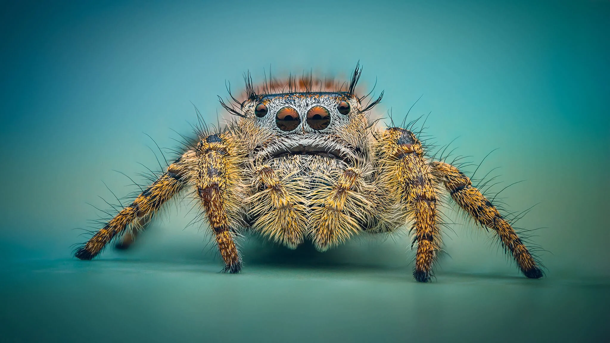 Close-up of a jumping spider with detailed eyes and furry body against a blurred teal background.