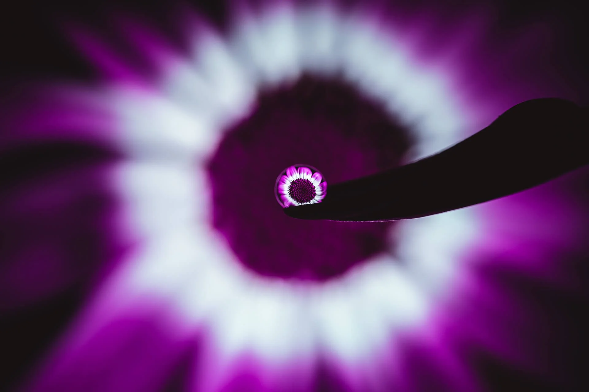 Close-up of a drop of water on a purple and black flower petal, creating a reflection of the flower's center.