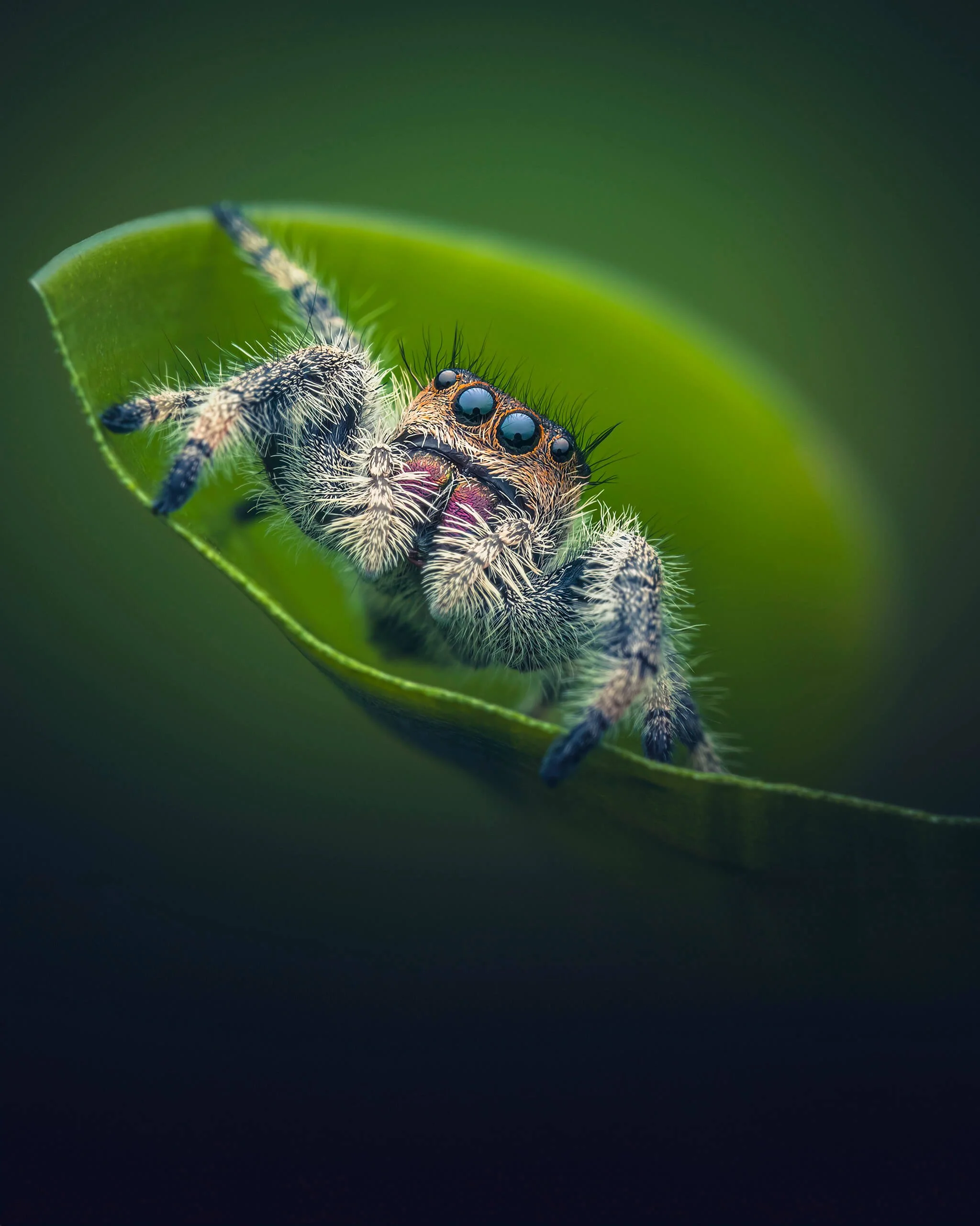 Close-up of a jumping spider on a green leaf with a blurred dark background.