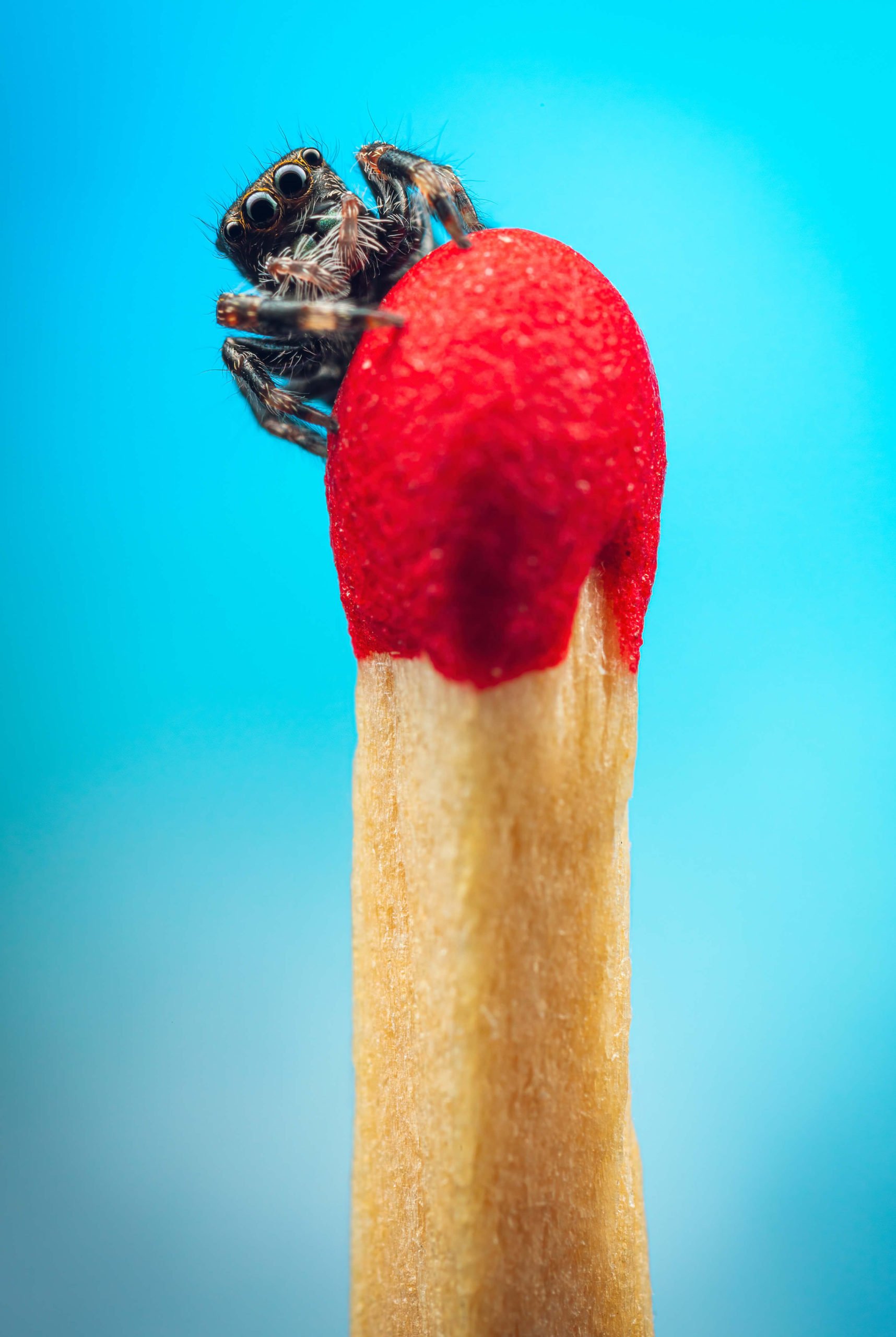 Close-up of a small jumping spider on the red tip of a matchstick with a blurred blue background.