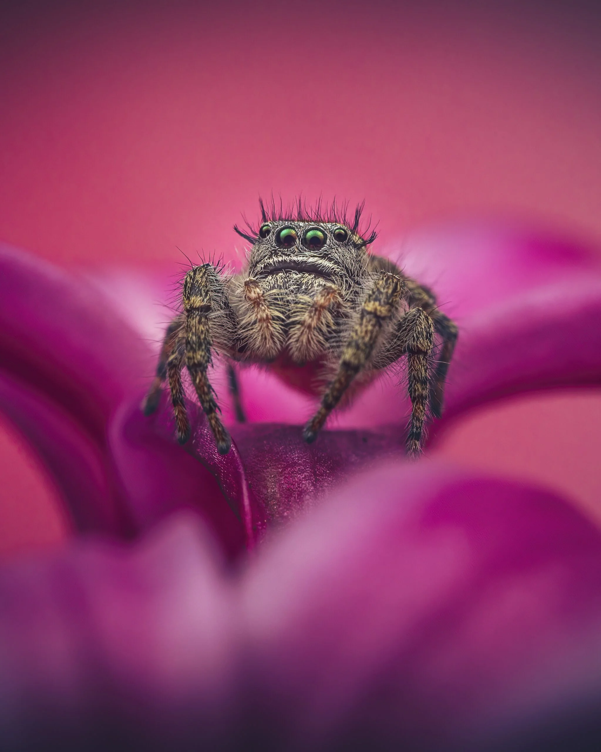 Close-up of a small jumping spider on pink flower petals, with prominent green eyes and hairy body.