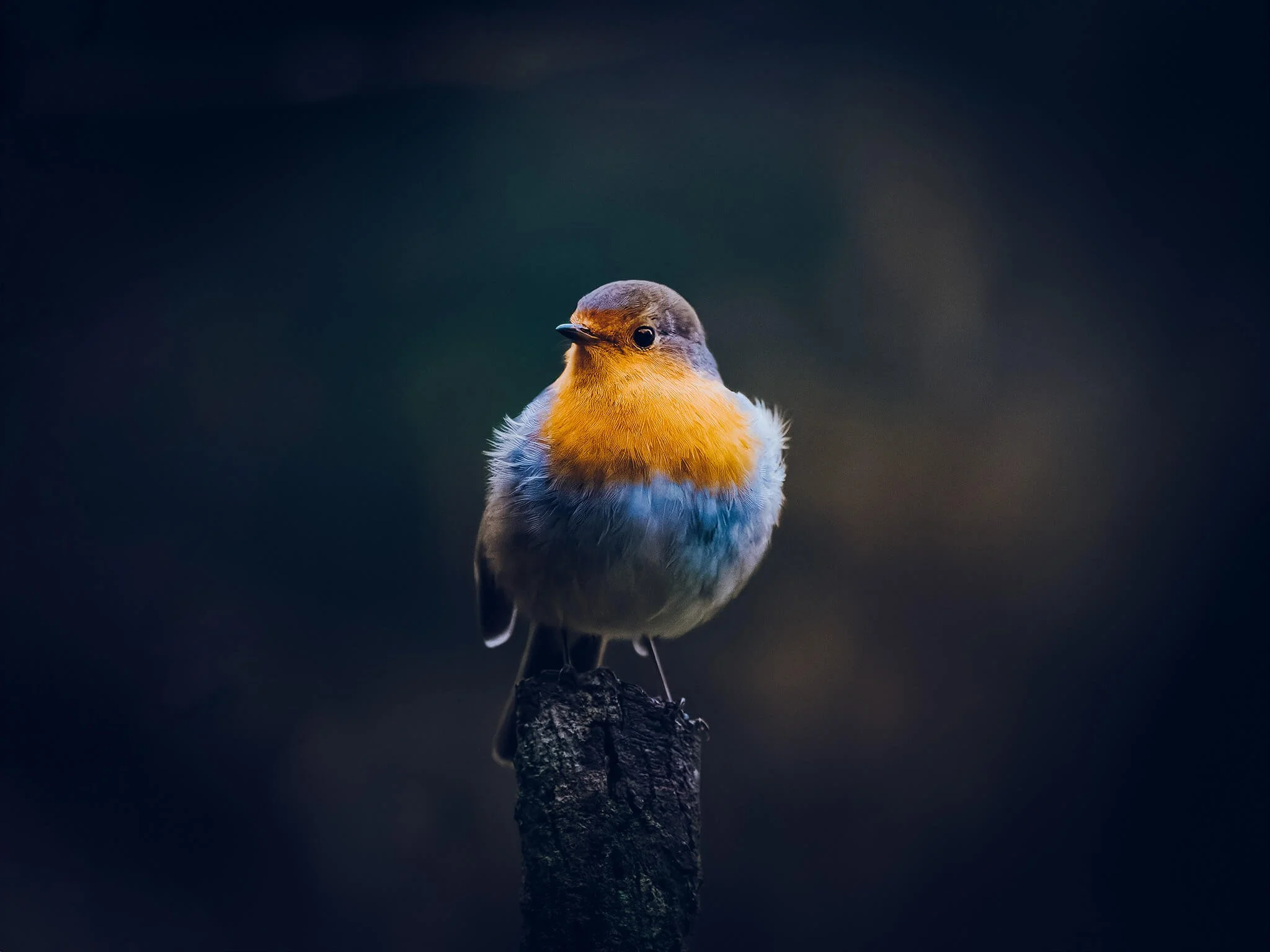 A small bird with orange and white feathers perched on a dark, textured branch, set against a blurred dark background.