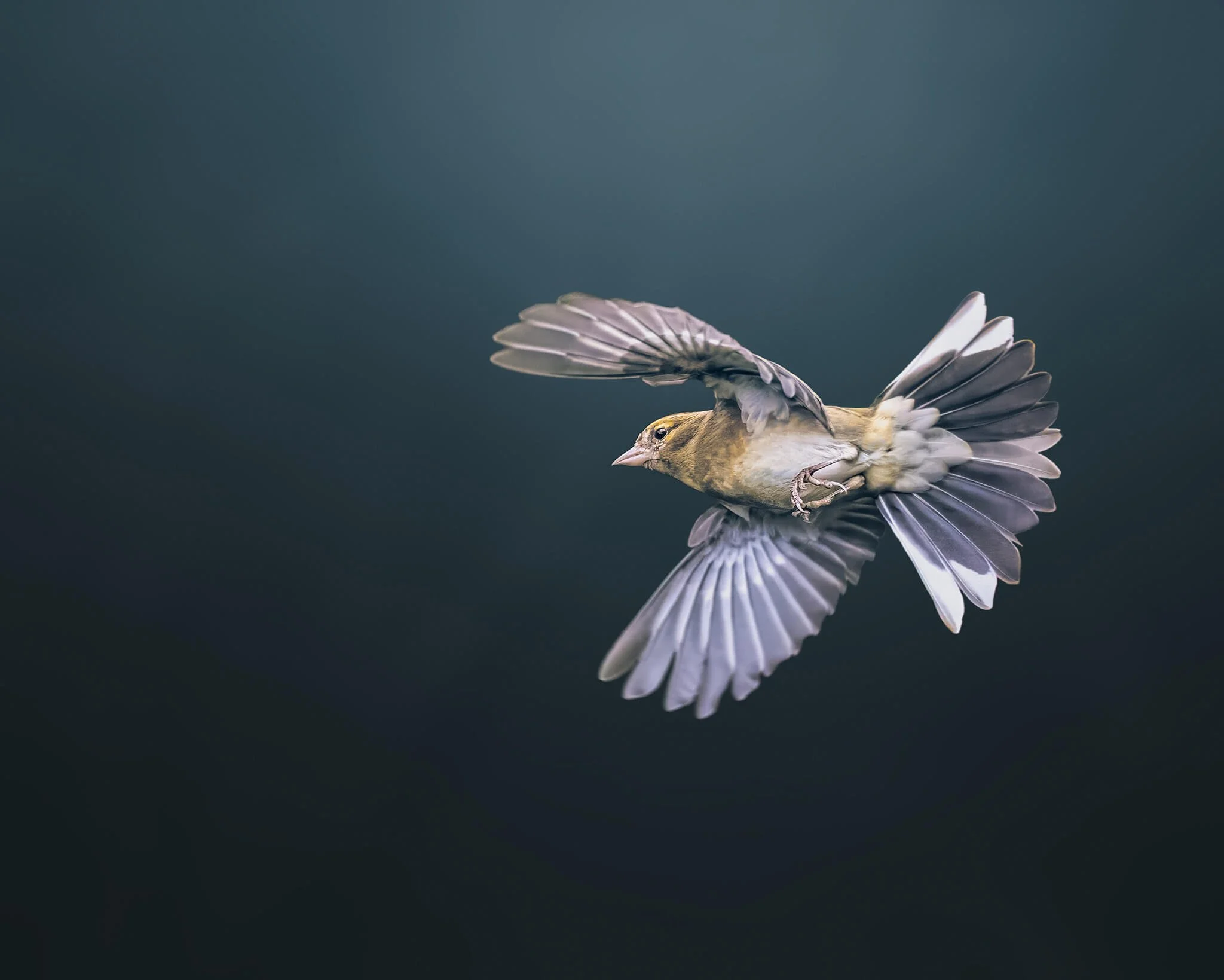 A bird with brown and white feathers in mid-flight against a plain, dark background.