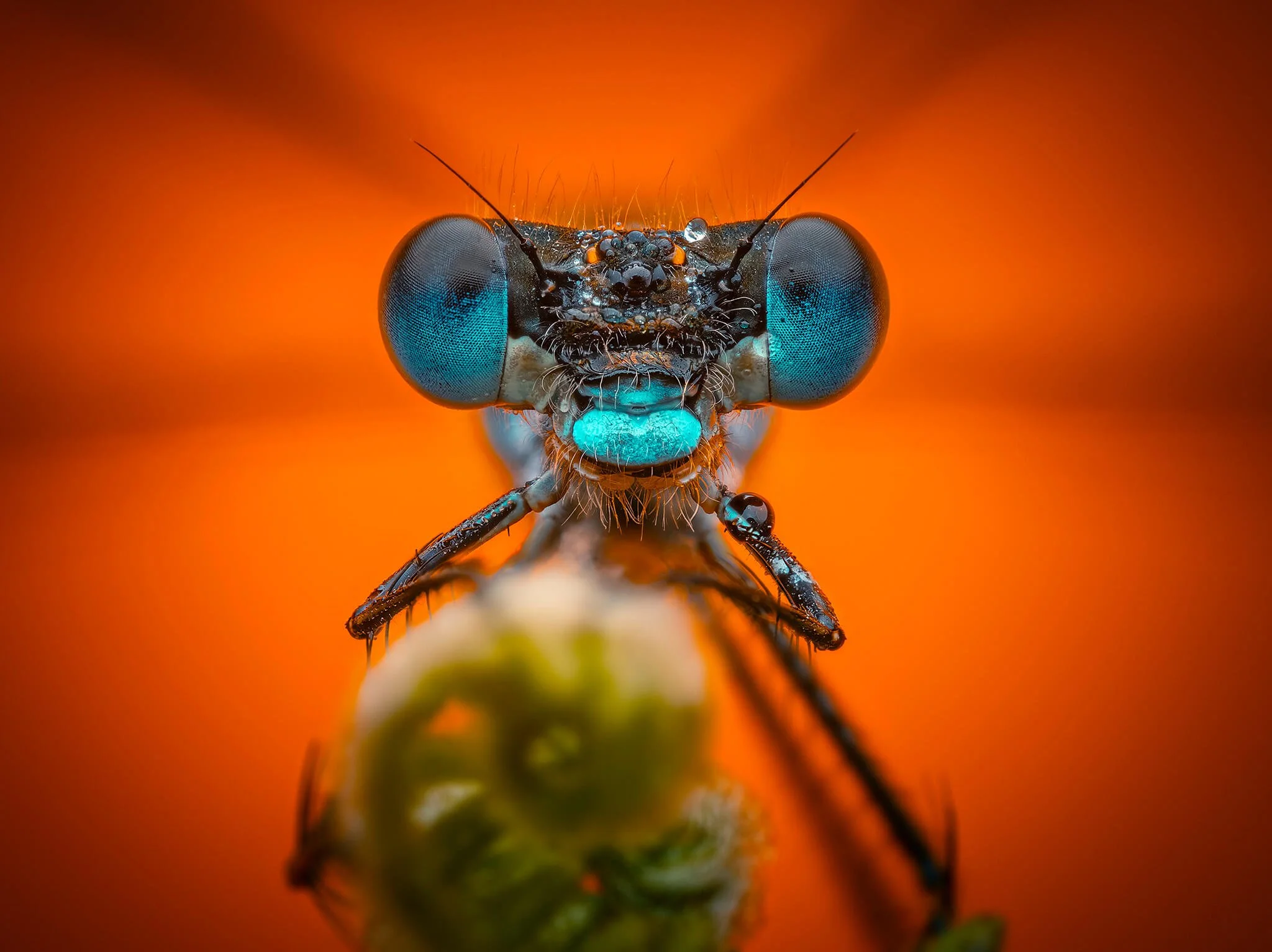 Close-up of a dragonfly with vibrant blue eyes and orange background.