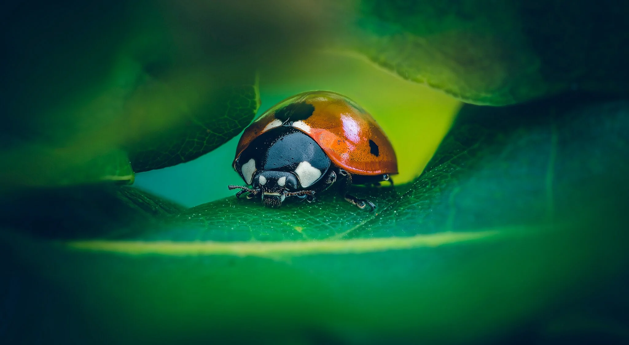 Close-up of a ladybug on a green leaf.
