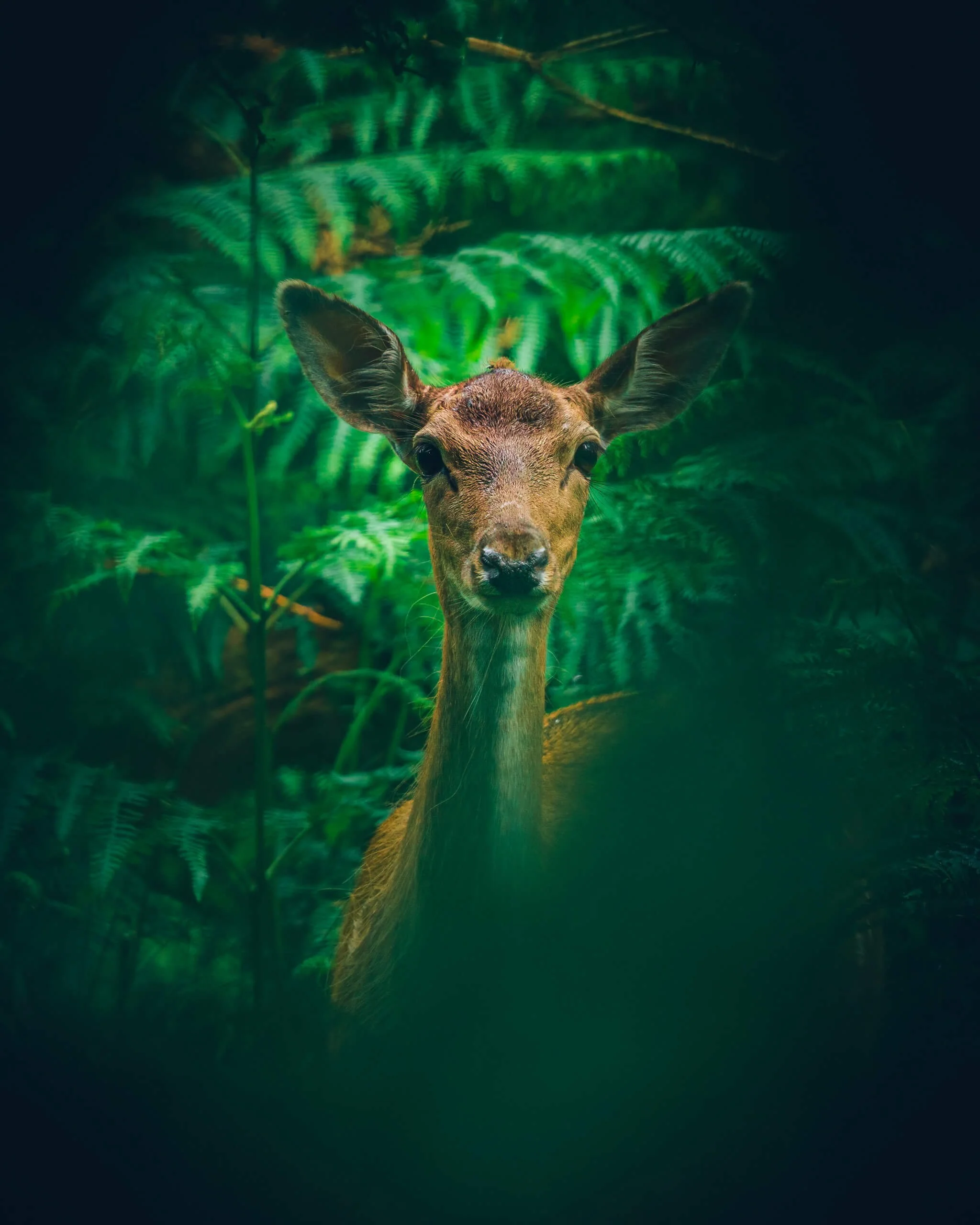 A close-up photo of a deer standing in a lush green forest with ferns in the background.