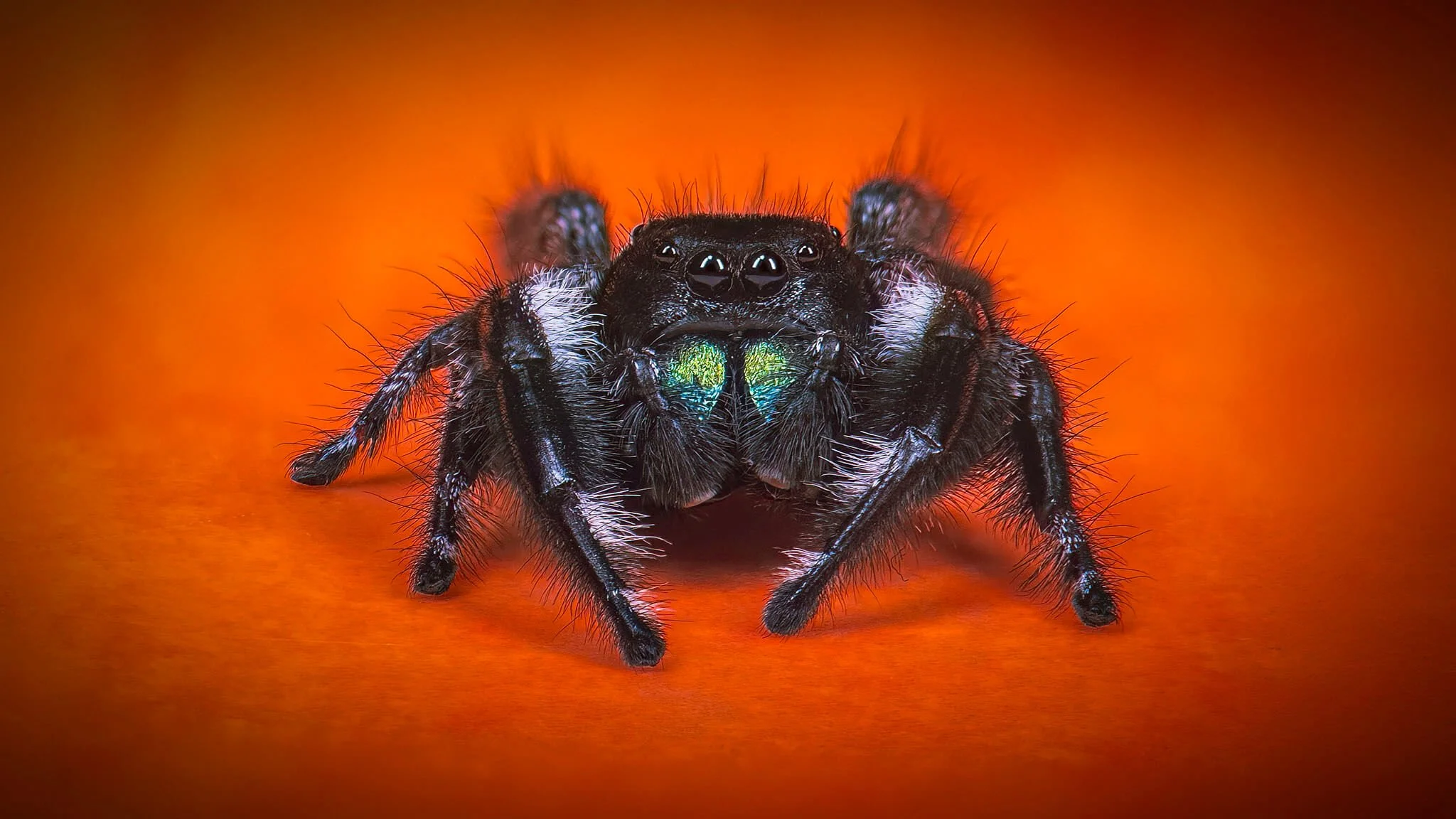 Close-up of a jumping spider with iridescent green and blue markings on its face, set against a vibrant orange background.