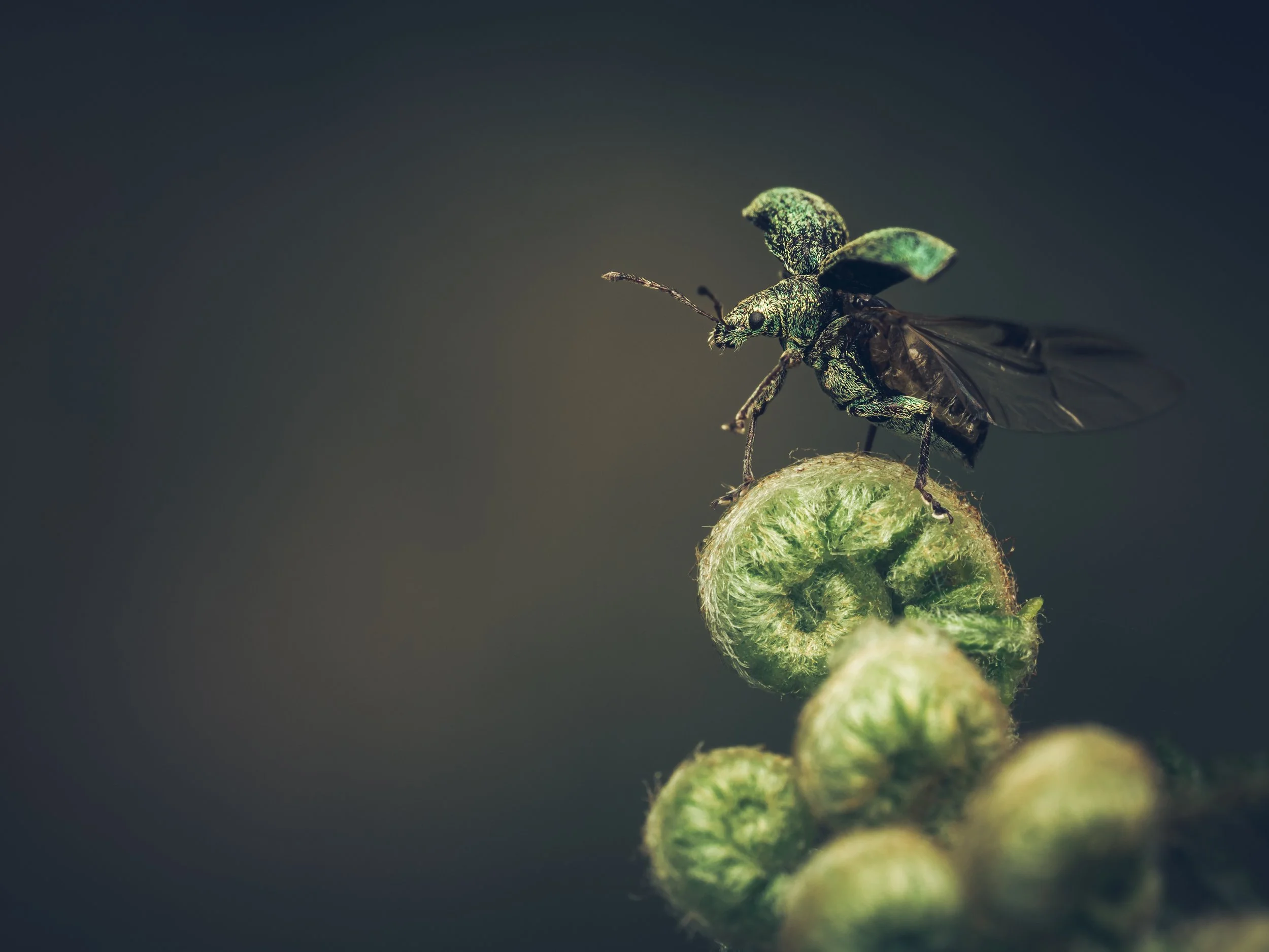 Close-up of a green insect perched on a green plant stem.