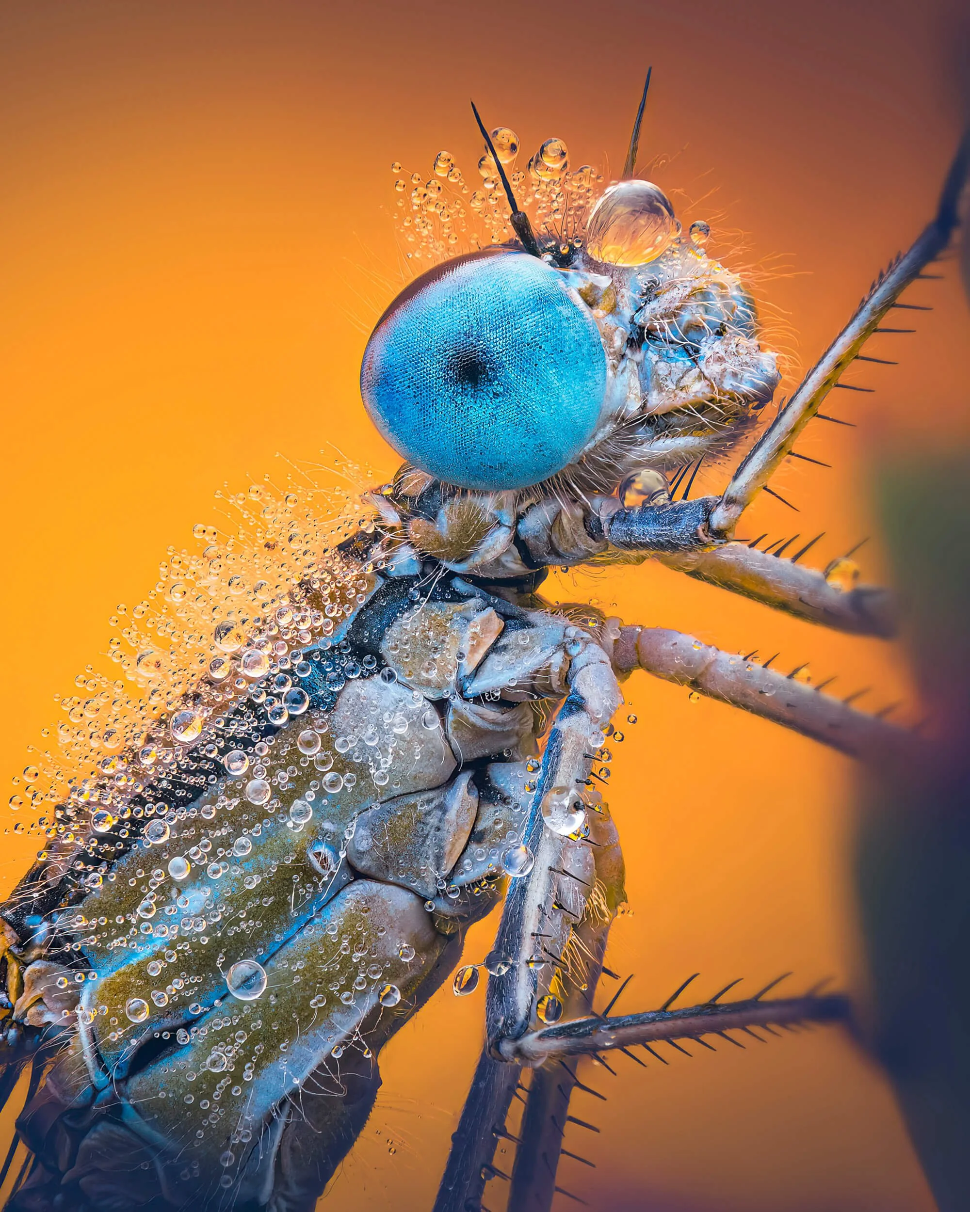 Close-up of a dragonfly with metallic blue eyes perched on a thorny branch, covered in tiny water droplets, against a warm orange background.