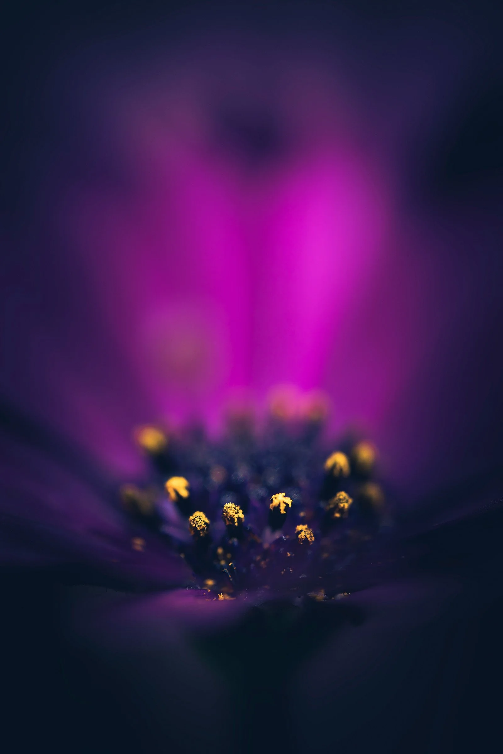 Close-up of a purple flower with yellow stamens in the center, softly blurred background.