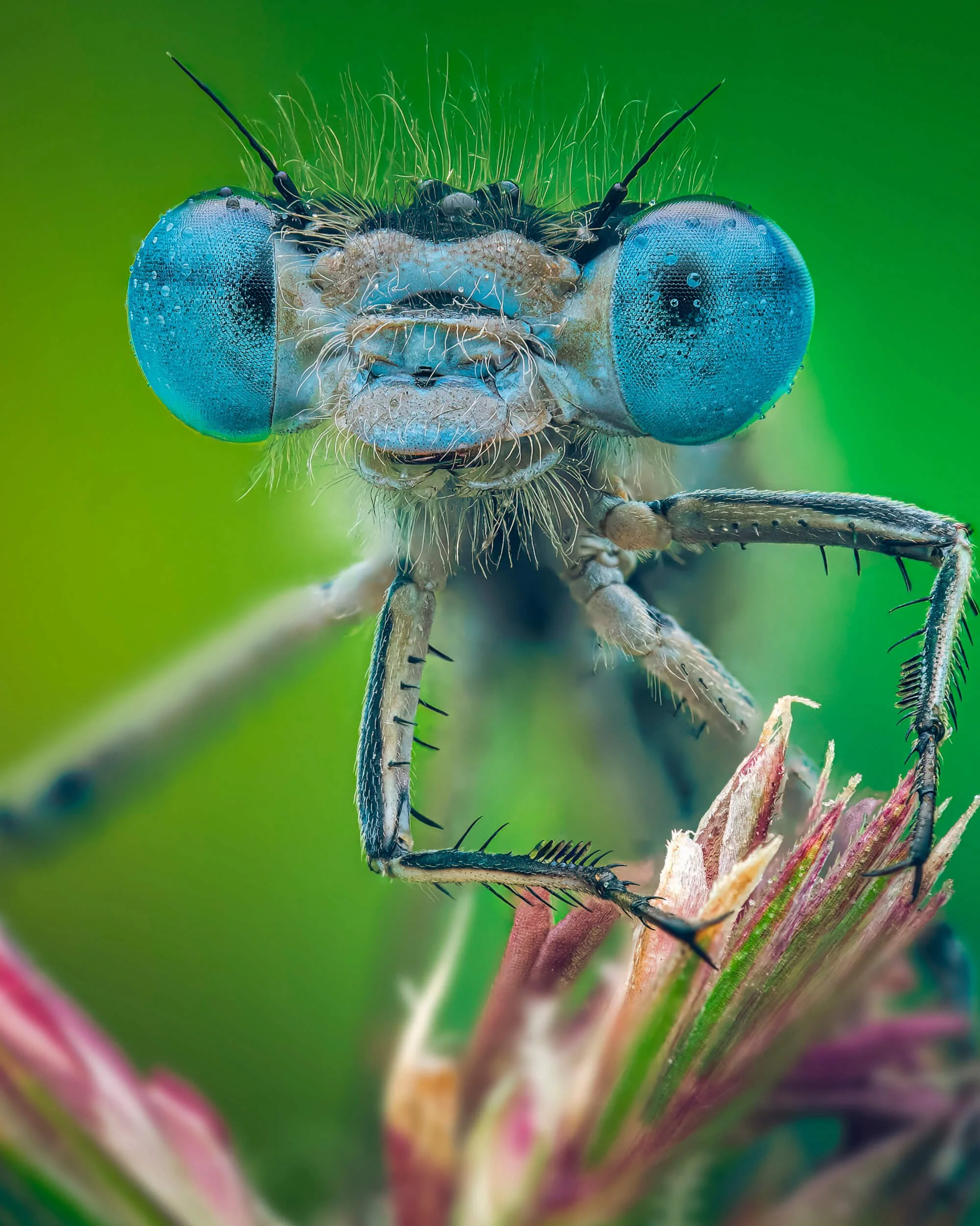 Close-up of a colorful dragonfly with large blue eyes perched on a plant against a green background.