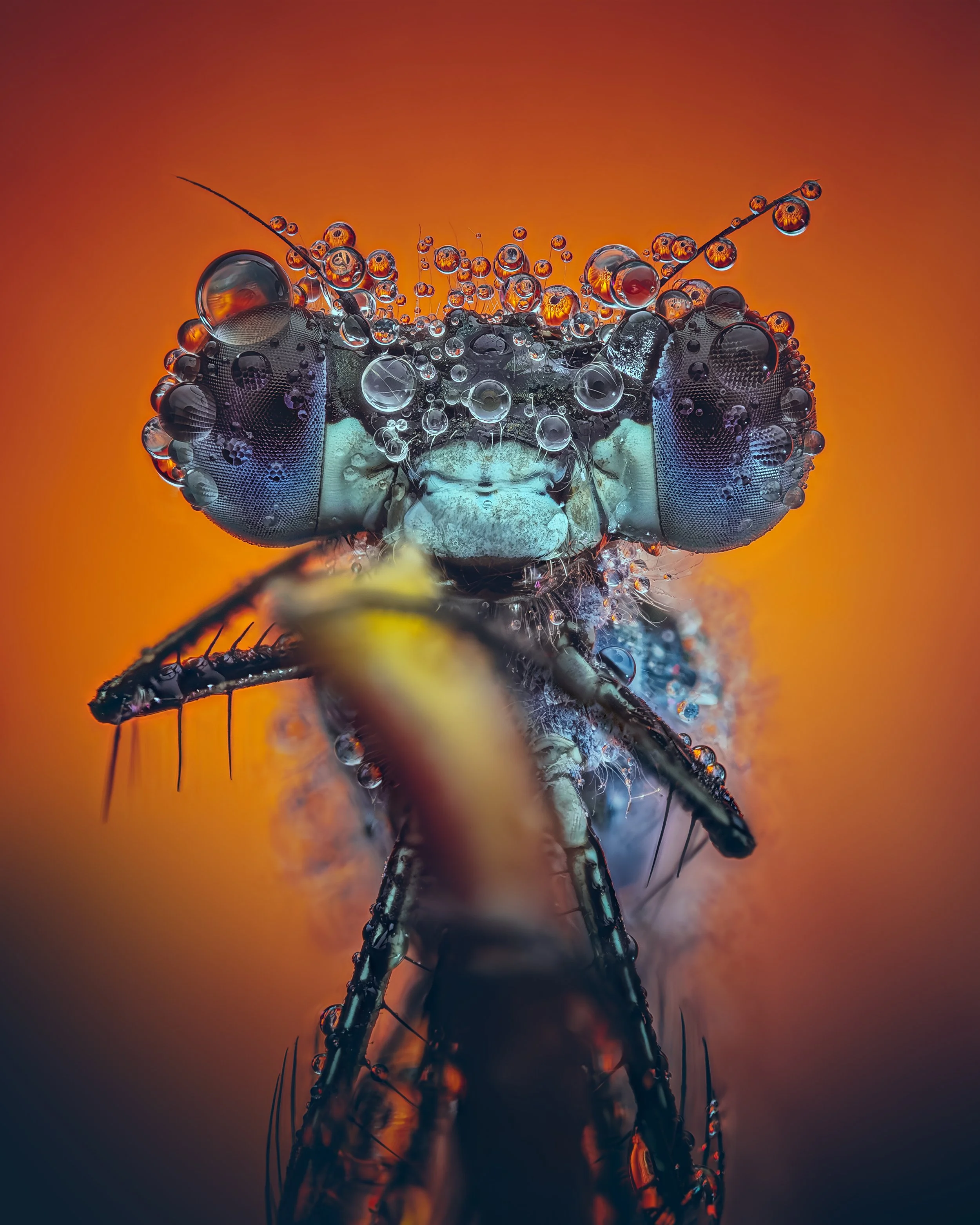 Close-up of a dragonfly's head and thorax, covered in water droplets, on an orange background.