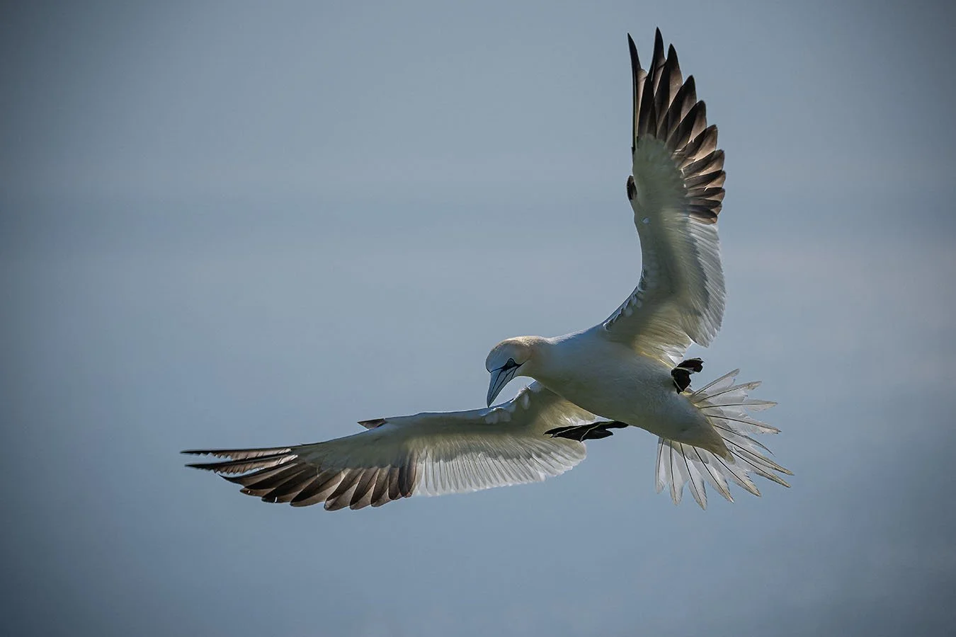 A seagull flying with wings spread wide over a cloudy sky.