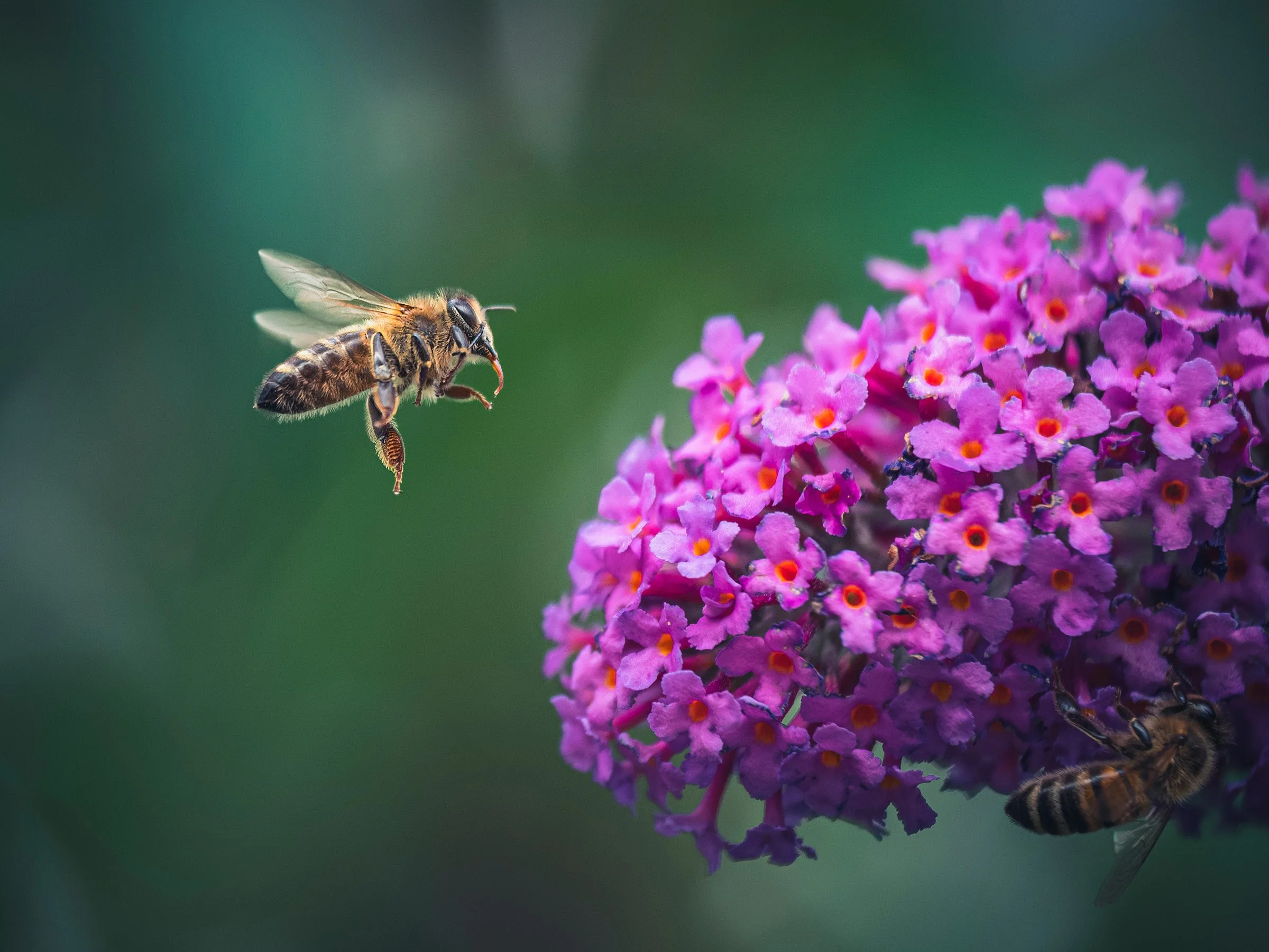 A close-up photograph of a honeybee approaching a cluster of small purple flowers against a blurred green background.
