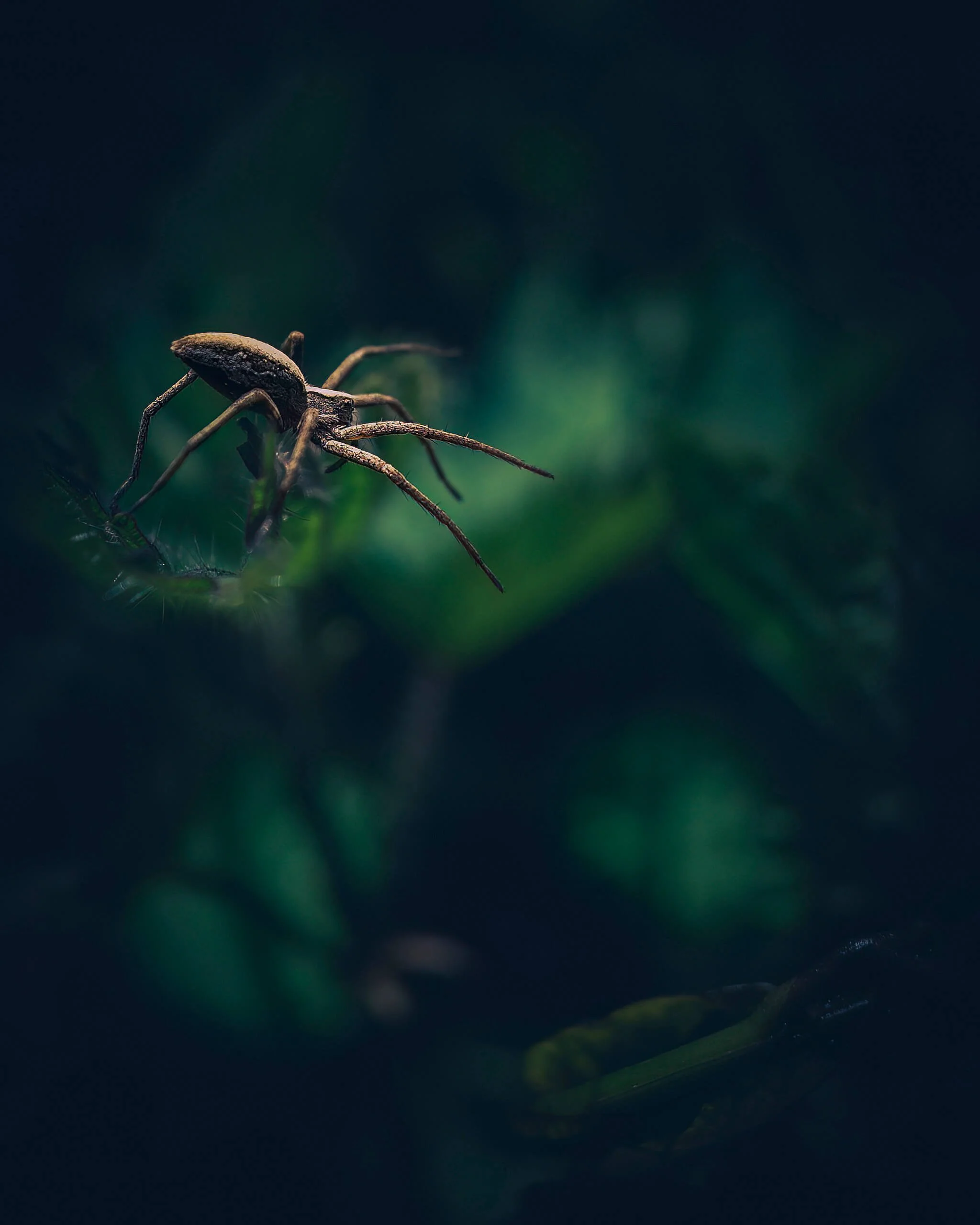 Close-up of a small crab walking on green plants in a dark underwater environment.