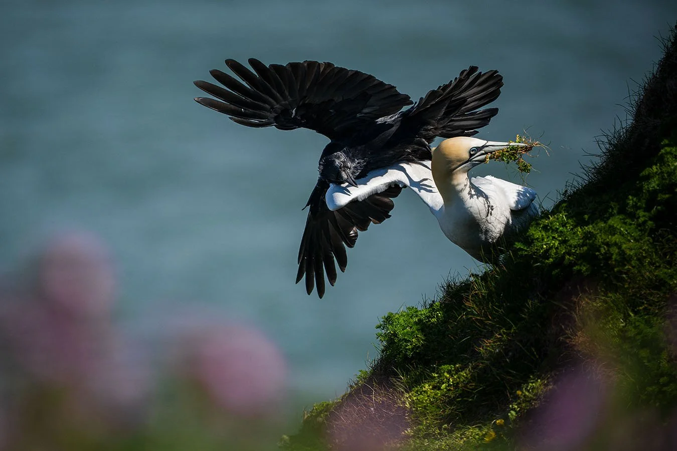 A black bird attacking a white seabird on a mossy rocky surface, with the attacking bird holding a small plant in its beak.