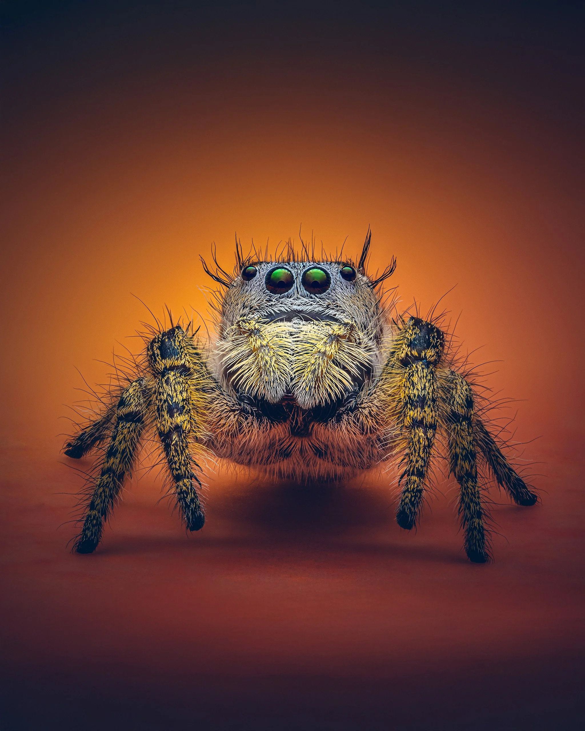 Close-up of a jumping spider with four large eyes on its face, set against a gradient background of dark purple and orange hues.