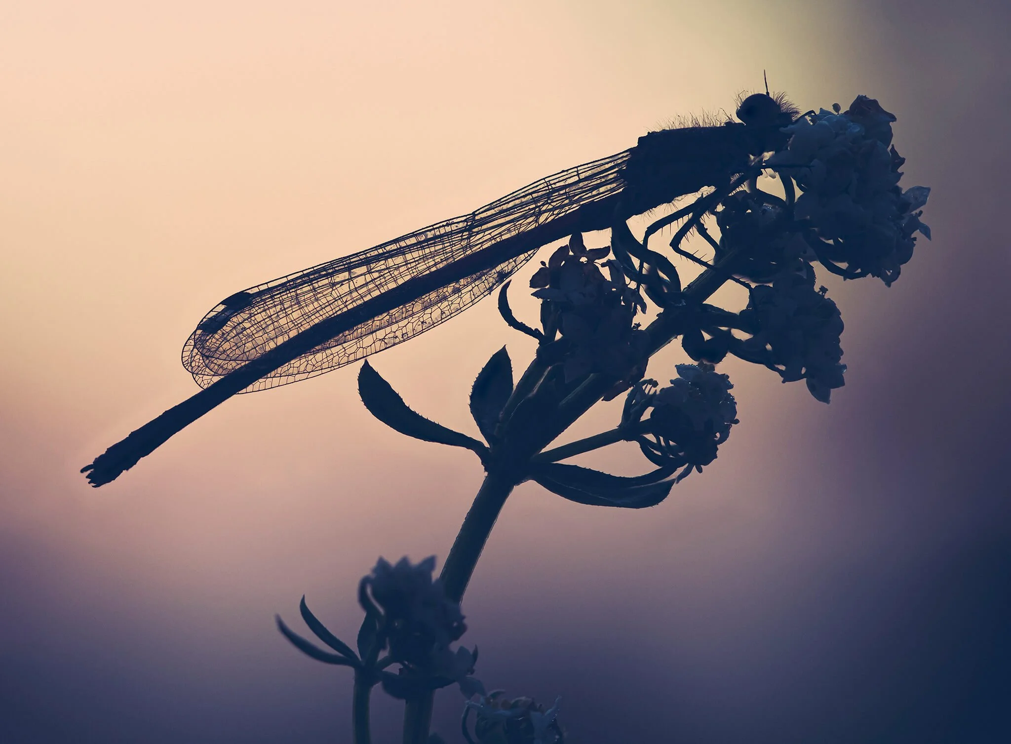 Silhouette of a flowering plant, possibly lavender, against a gradient sky at sunset or sunrise.