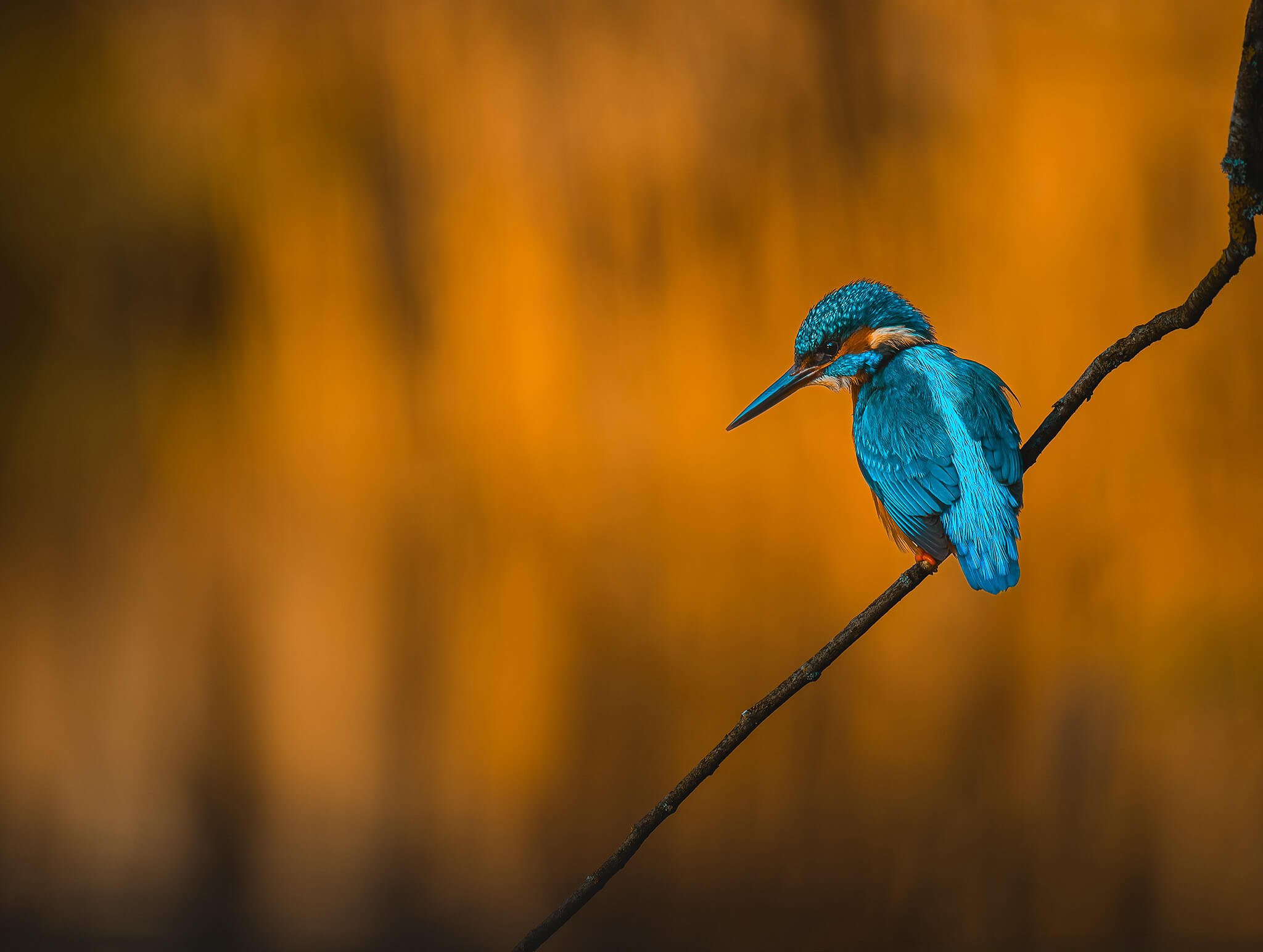 A vividly colored kingfisher bird perched on a thin branch against a blurred warm-toned background.